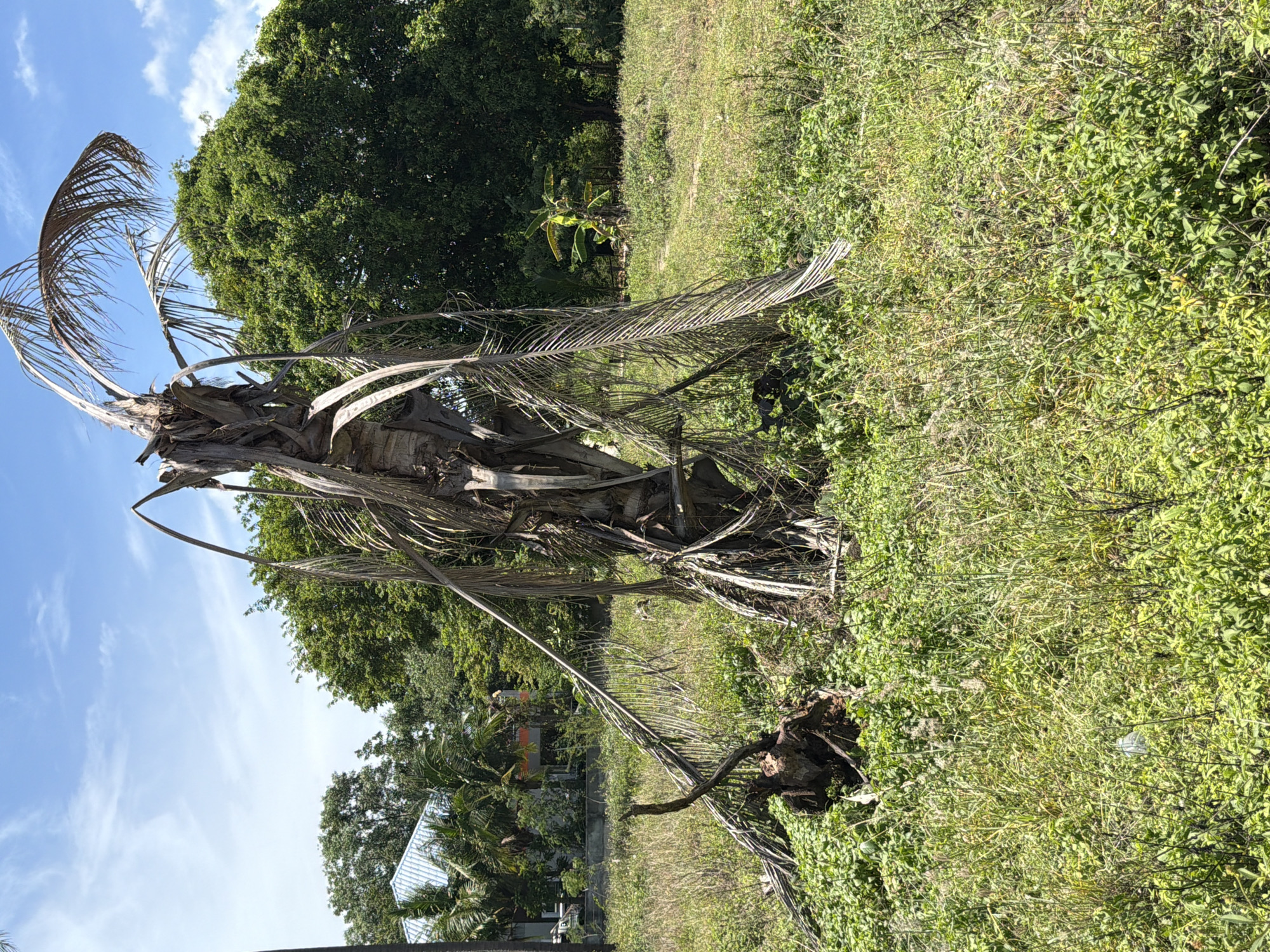 In Baan Bo Phut, Thailand, a dried-out palm tree stands center frame in a grassy, overgrown field under a partly cloudy blue sky. The tree's trunk is gnarled and scarred, with dead, brittle fronds fanned out and drooping downwards. A broken branch and some roots are visible near the base of the tree. In the background, a dense line of green trees is visible, with a glimpse of a white-roofed building and other structures peeking through the foliage on the left. The ground is covered in a mix of tall, dry grasses and lush green weeds, suggesting an untamed or neglected area.