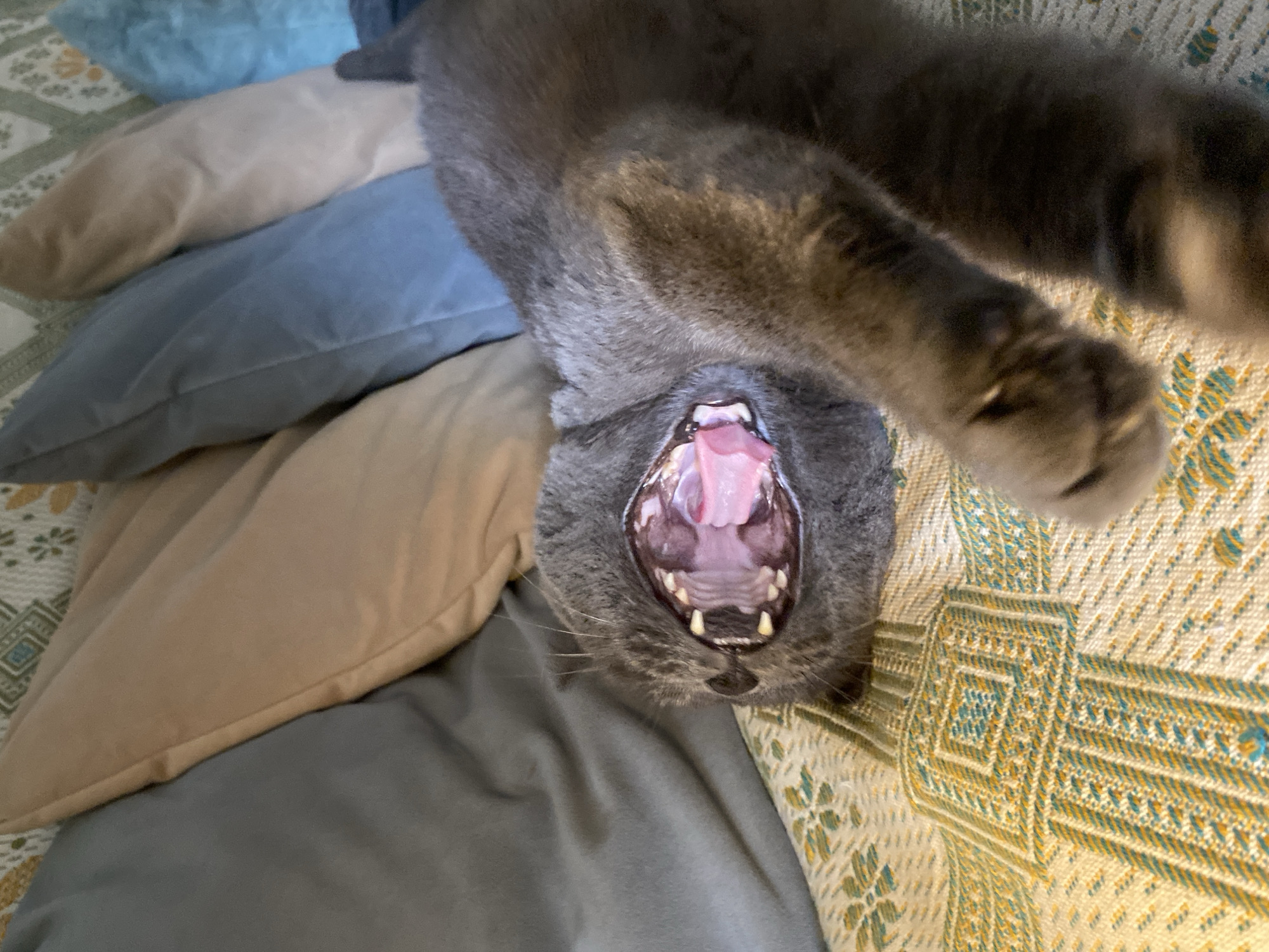The image shows a close-up, eye-level shot of a grey cat with its mouth wide open in a yawn, revealing its teeth and pink tongue. The cat is lying on its back on a patterned fabric, possibly a couch or blanket, with a yellow and teal geometric design. Behind the cat are several pillows in various shades of blue, grey, and beige. The lighting appears to be natural and diffused, creating soft shadows. The background is out of focus, emphasizing the cat's yawn. The location is not specified in the image.