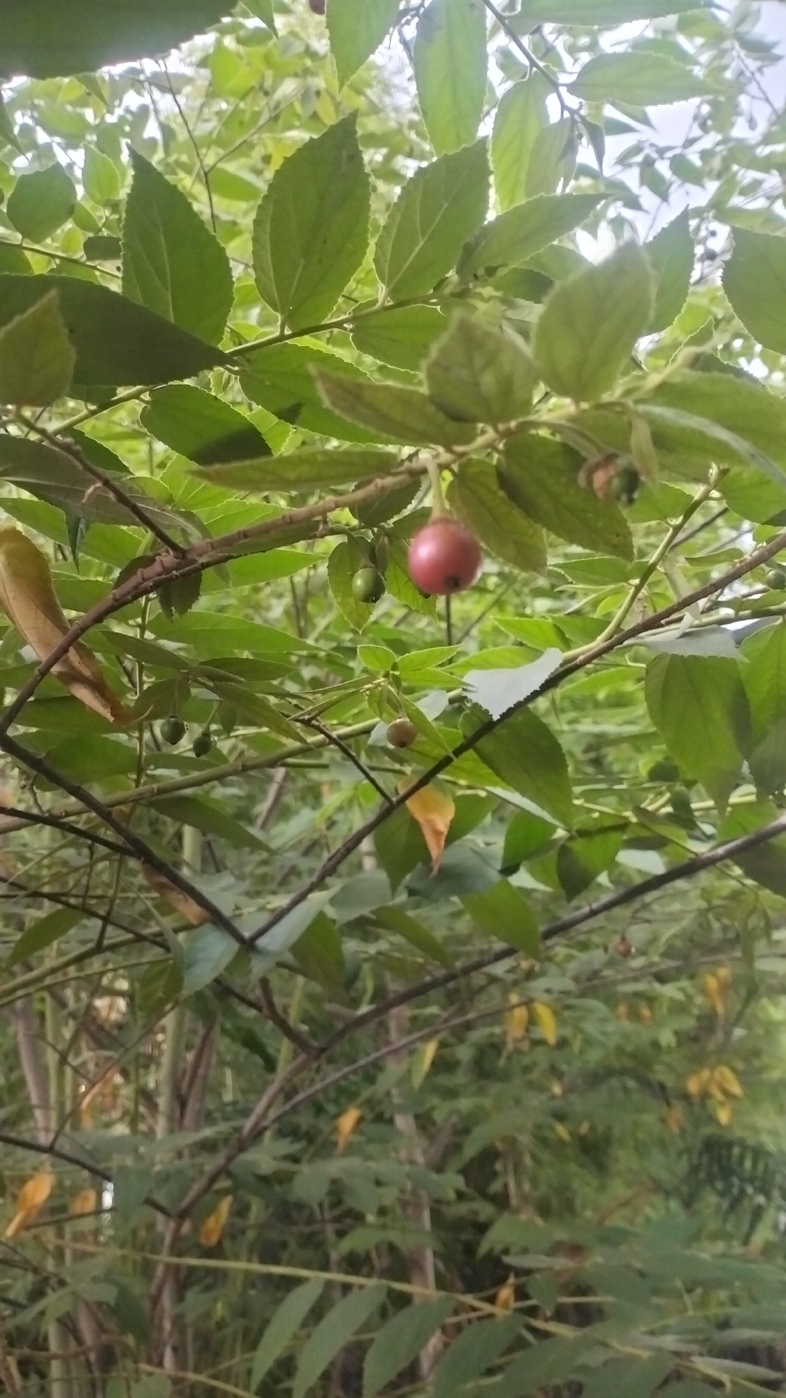This close-up outdoor photograph, taken in Lhokseumawe, Indonesia, captures a section of a plant, likely a Muntingia calabura (commonly known as Aratiles, Cherry, or Strawberry Tree). The frame is dominated by a dense array of vibrant green leaves and slender brown branches. Hanging from one of the branches, near the center-right, is a single prominent, ripe, reddish-purple fruit. Several smaller, round, green, and unripe fruits are also visible scattered among the foliage, suggesting different stages of growth. The background is softly blurred, showing more greenery and hinting at a lush, natural environment such as a garden or forest. The lighting indicates it is daytime, with bright sunlight illuminating the leaves, creating natural highlights and shadows. No human activity or visible text is present in the image.