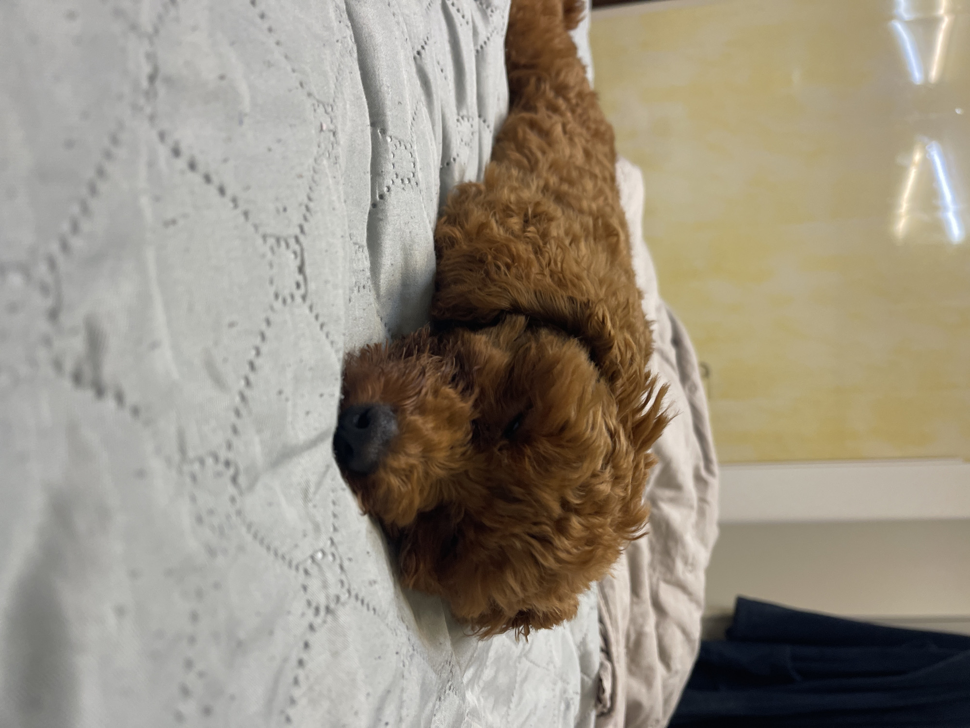 A medium shot captures a small, reddish-brown dog, possibly a poodle or similar breed, sleeping soundly on a light gray, quilted bedspread. The dog is lying on its side, with its head resting on its paws and its eyes closed. Its fur is curly and appears soft. The bedspread has a subtle diamond-shaped pattern formed by stitching. In the background, the bed is covered with a beige duvet or blanket. Further back, a pale yellow wall with horizontal light fixtures is visible, as is a dark blue garment hanging on a closet door. The setting appears to be a bedroom, likely in a residential building in Sofia, Bulgaria. The lighting is soft, creating a cozy atmosphere.