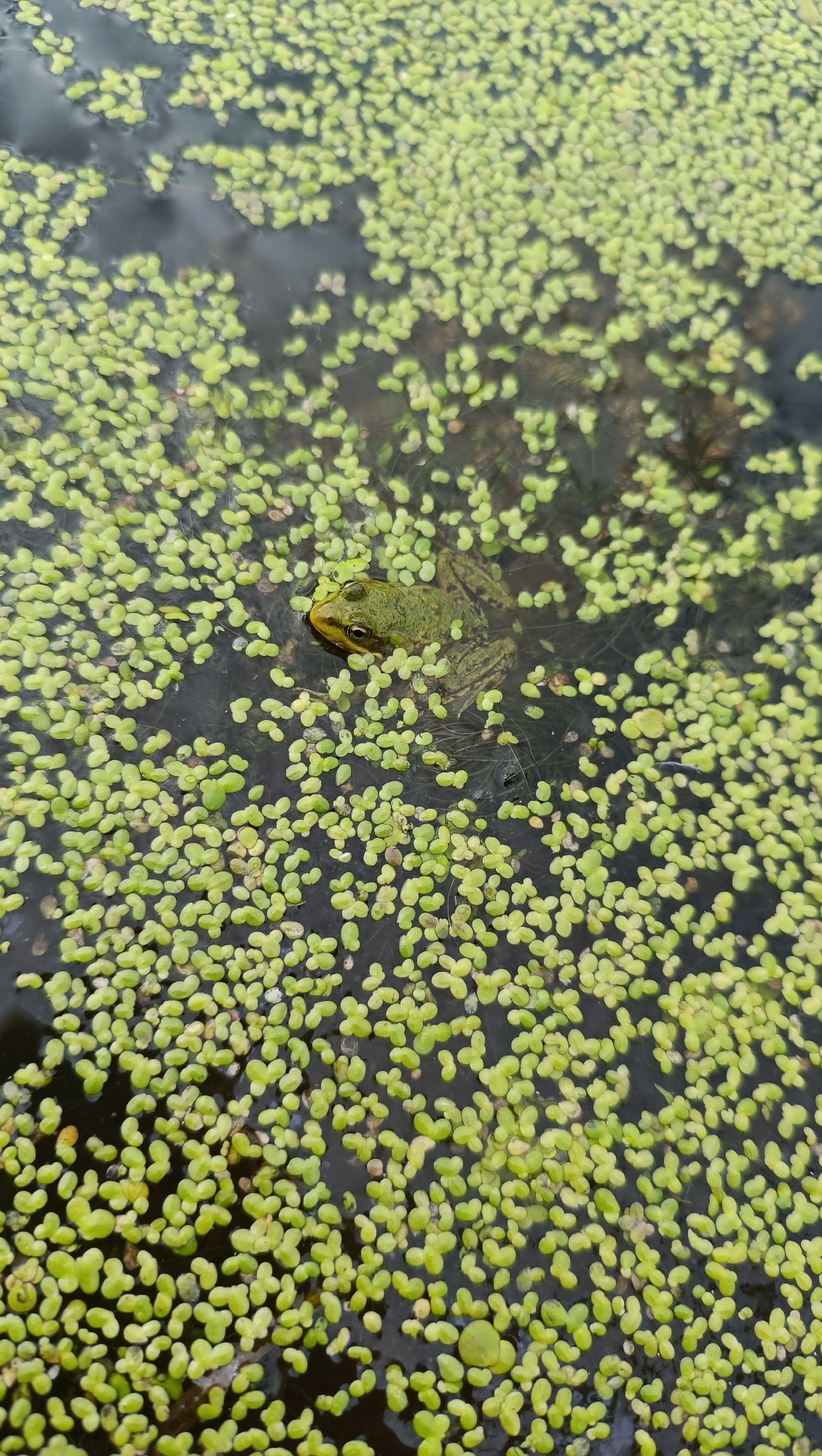 A green frog is partially submerged in dark water covered with a thick layer of small, light green aquatic plants. The frog is facing left, with its head and front legs visible above the water. The surrounding environment is a still body of water, likely a pond or slow-moving stream, choked with duckweed. The image does not provide any information about its location in the city of Karsha, Russia.