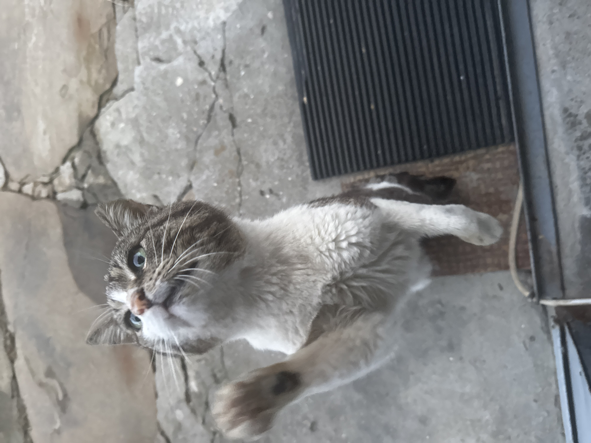 A tabby and white cat with bright green eyes is captured from a low-angle perspective, looking upwards with its left paw raised as if reaching for something. The cat is positioned on a rough, textured surface that appears to be a stone pathway or ground, with areas of cracked concrete and larger, irregularly shaped stones. To the right of the cat, a dark, ribbed mat or grate is visible, along with a metal edge or railing in the foreground. The background consists of more of the textured stone ground, suggesting an outdoor setting in a somewhat rustic or urban environment. The lighting suggests it may be daytime, with diffused light. The cat's fur appears somewhat disheveled, and its whiskers are prominent. There are no people visible in the image. The cat's expression is one of curiosity or anticipation. Based on the context provided in the prompt, this scene is located in the city of Gabrovo, Bulgaria.