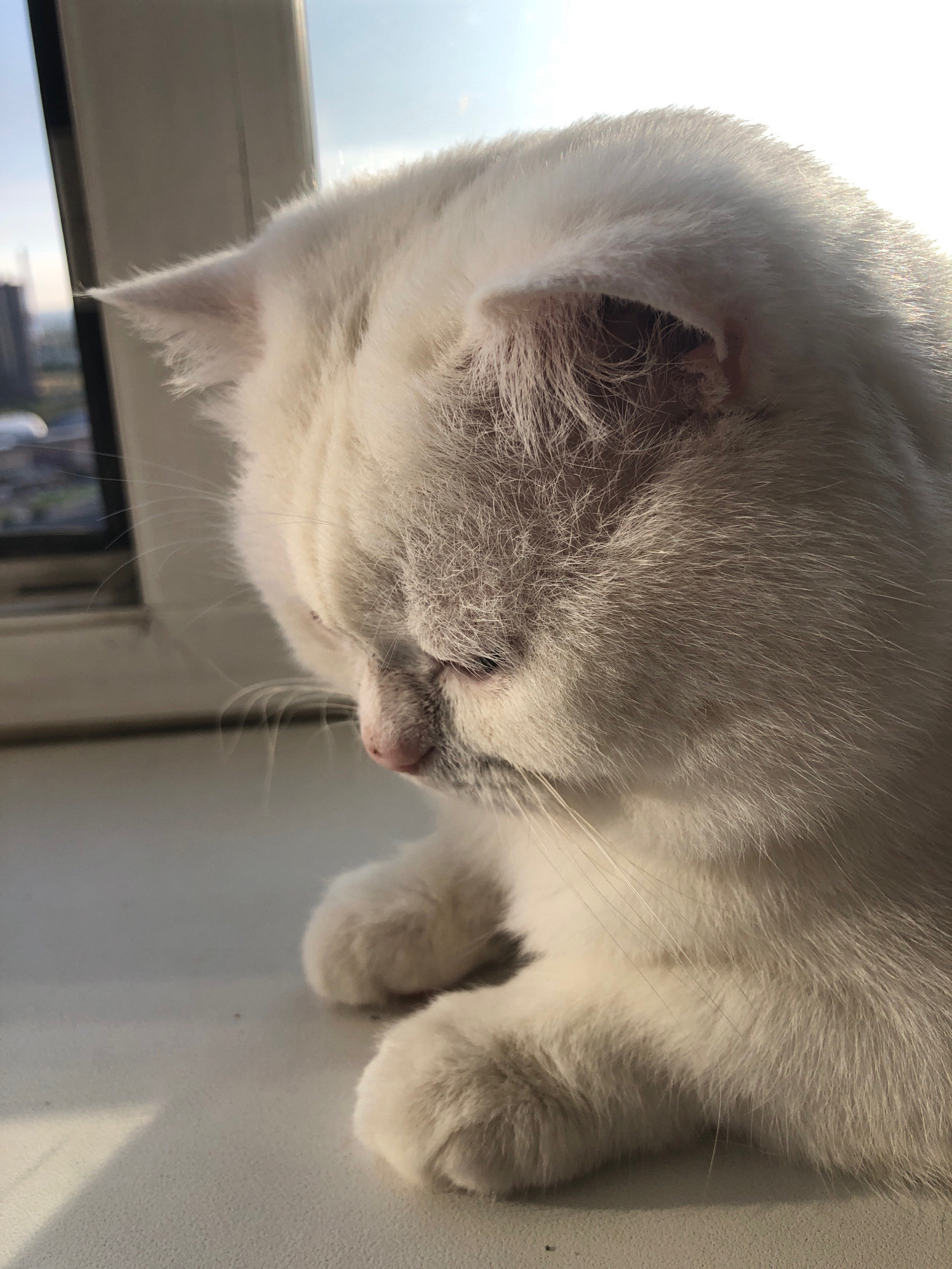A white cat with gray markings is pictured sitting on a windowsill in the daytime. The cat is facing left, with its head down and eyes closed, as if sleeping or contemplating. Sunlight streams in from the right, illuminating the cat's fur and creating a warm glow. In the background, a blurry cityscape is visible through a window, with buildings and a clear sky. The windowsill is white and appears to be made of plastic. The overall impression is one of peace and tranquility.