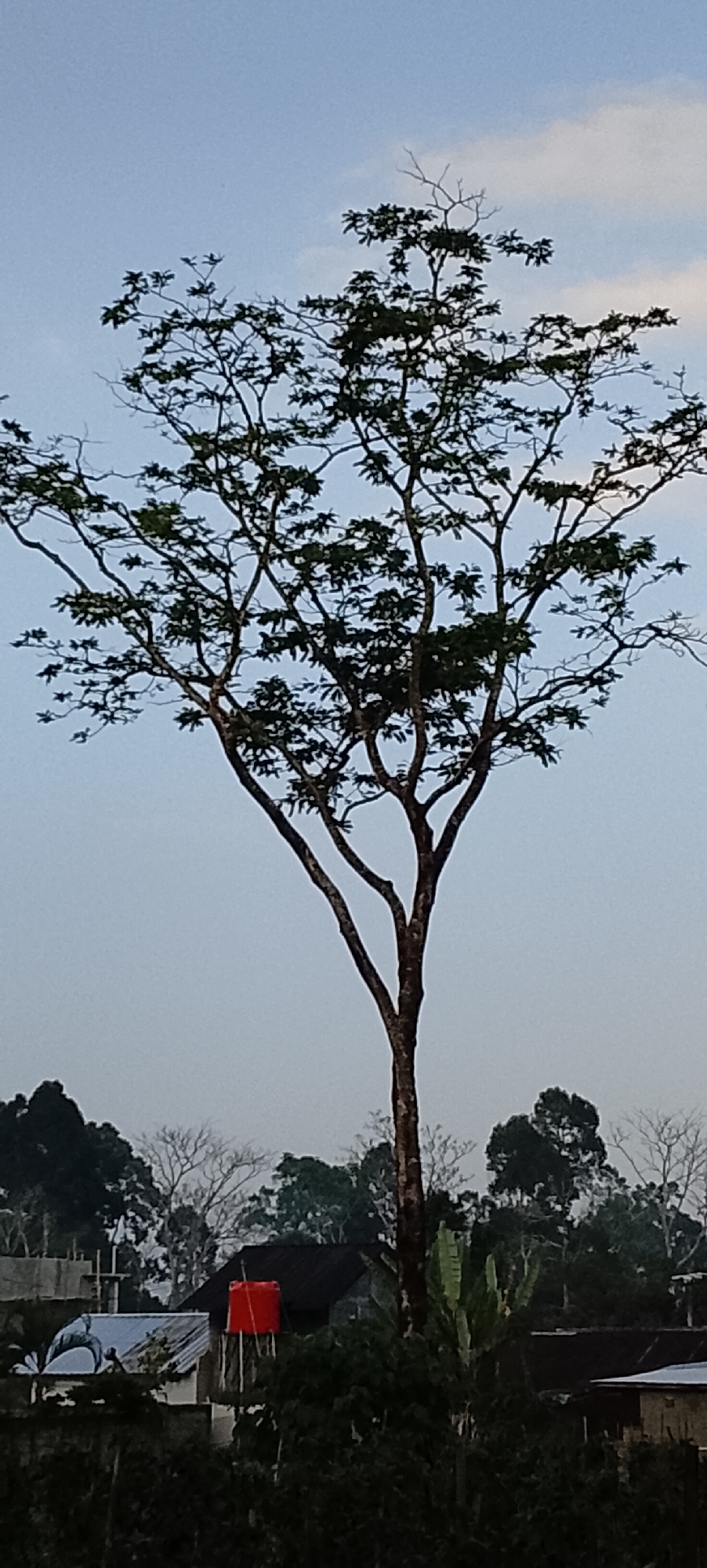 In Padang Dalom, Indonesia, a tall, deciduous tree dominates the foreground, its bare branches stark against a pale blue sky with wispy clouds. The tree's silhouette is intricate, with a thick central trunk that branches into a complex network of thinner limbs. The leaves, sparse and small, are clustered towards the ends of these branches. Below the tree, a residential area is visible. Rooftops of various houses are present, some with dark tiling and others with lighter materials. A prominent bright red water tank stands atop a structure, signifying a water storage system. The lower part of the image is obscured by dense foliage, suggesting a natural or landscaped area bordering the houses. The scene appears to be taken during daylight hours, possibly late afternoon or early morning, given the soft lighting.