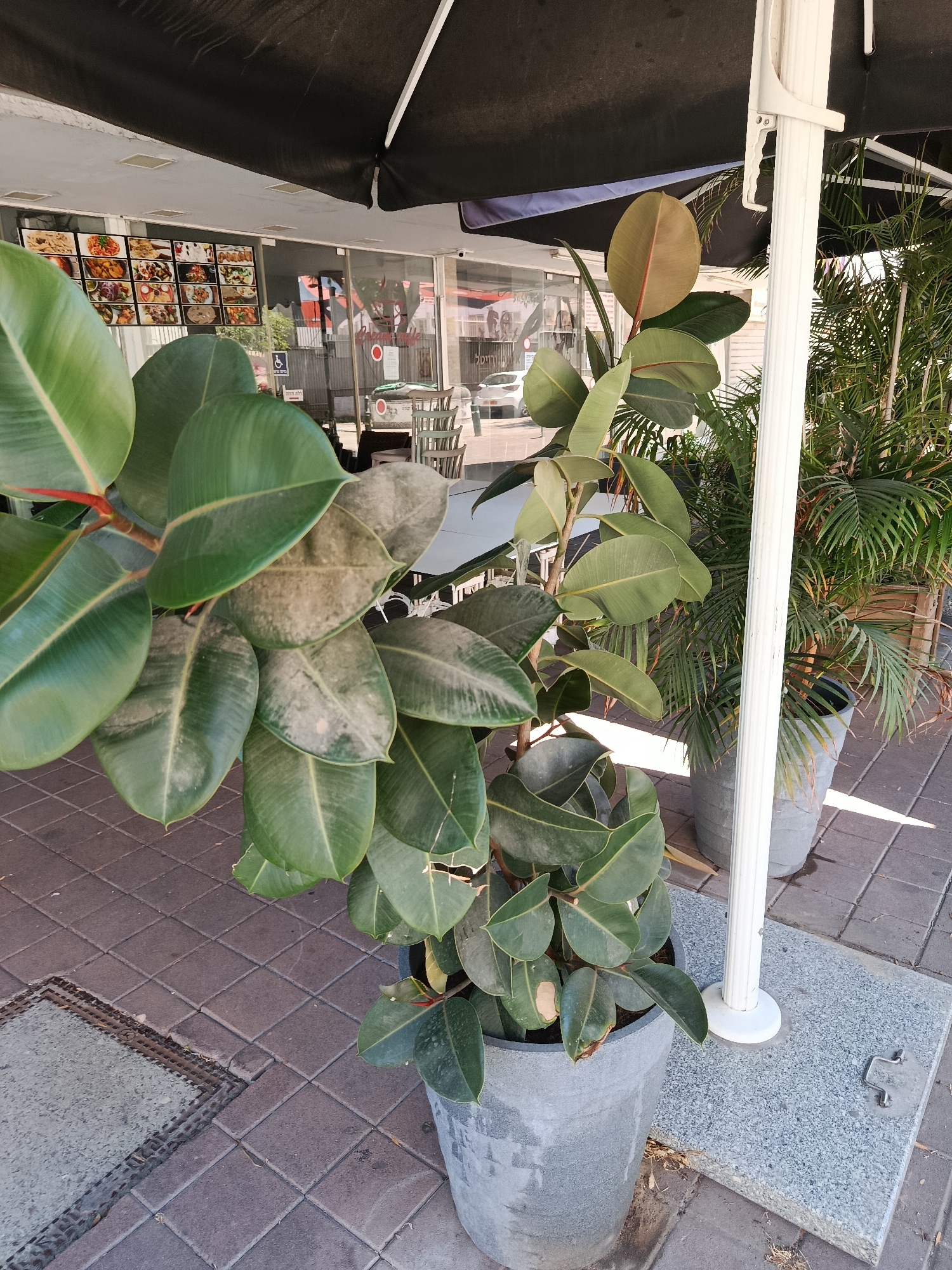 The image depicts an outdoor seating area of a restaurant, likely in Petah Tikva, Israel, judging by the Hebrew text visible on a sign and the restaurant's menu display. In the foreground, a large potted rubber plant with broad, leathery leaves stands prominently. The leaves show some signs of dust and possibly slight discoloration in places. Behind the plant, through a glass storefront, tables and chairs are visible inside the establishment. A menu board with multiple pictures of food items is mounted on the wall near the entrance. A large black umbrella provides shade over the outdoor area. A white support pole for the umbrella is visible, along with a granite base. Adjacent to the rubber plant, another potted palm tree adds to the greenery. The ground is paved with square tiles. A metal grate is visible in the tiled surface to the left of the main plant. The scene is bathed in natural light, suggesting daytime.