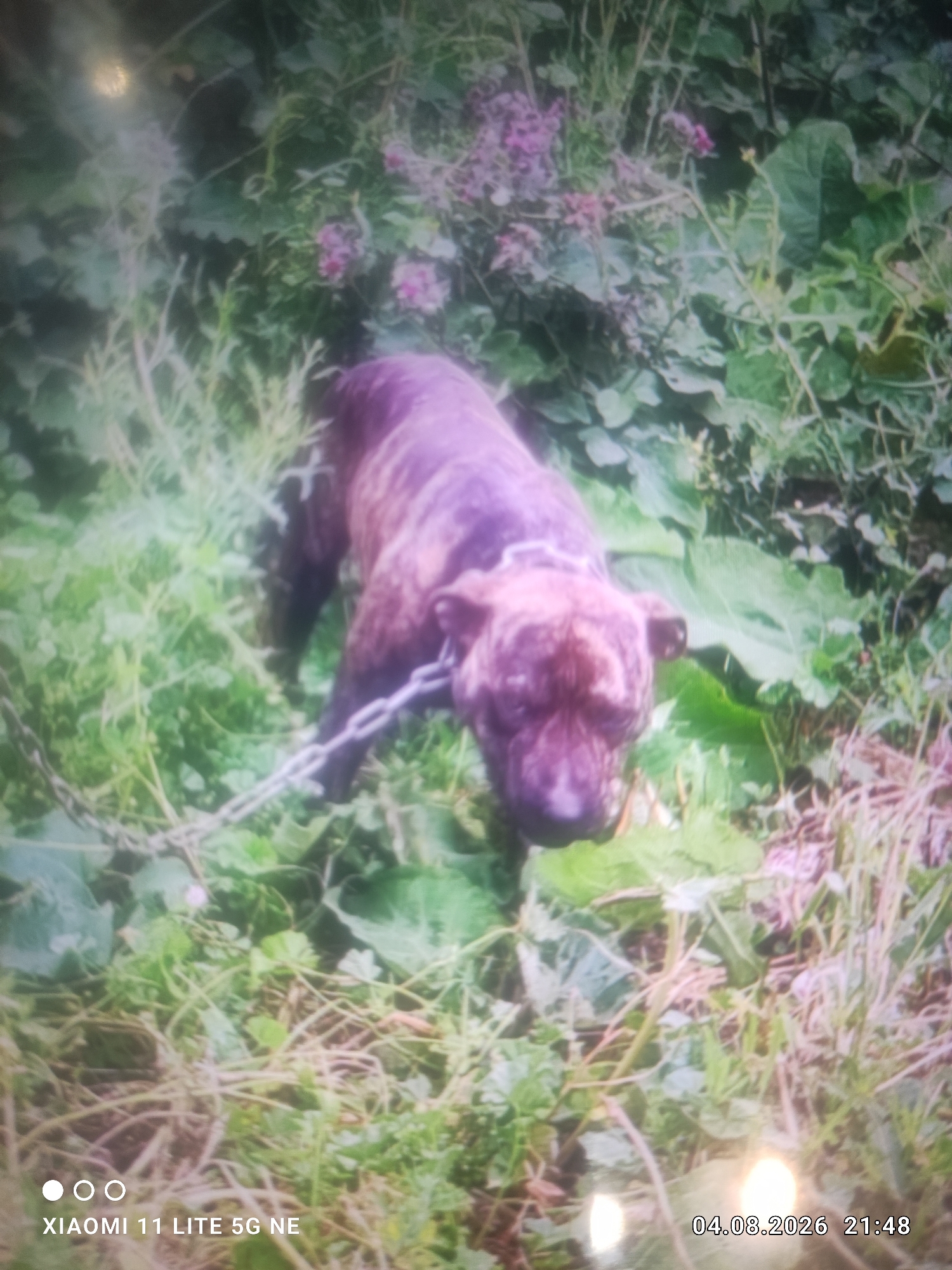 A brown, brindle-colored dog with a metal chain around its neck stands in a grassy, overgrown area with scattered pink flowers. The dog appears to be a pit bull terrier mix. The background consists of green foliage. The image is blurry and has a timestamp in the lower right corner indicating "04.08.2026 21:48". The lower left corner displays "XIAOMI 11 LITE 5G NE". The location is stated to be in the city of Kara-Chunkur, Kyrgyzstan.