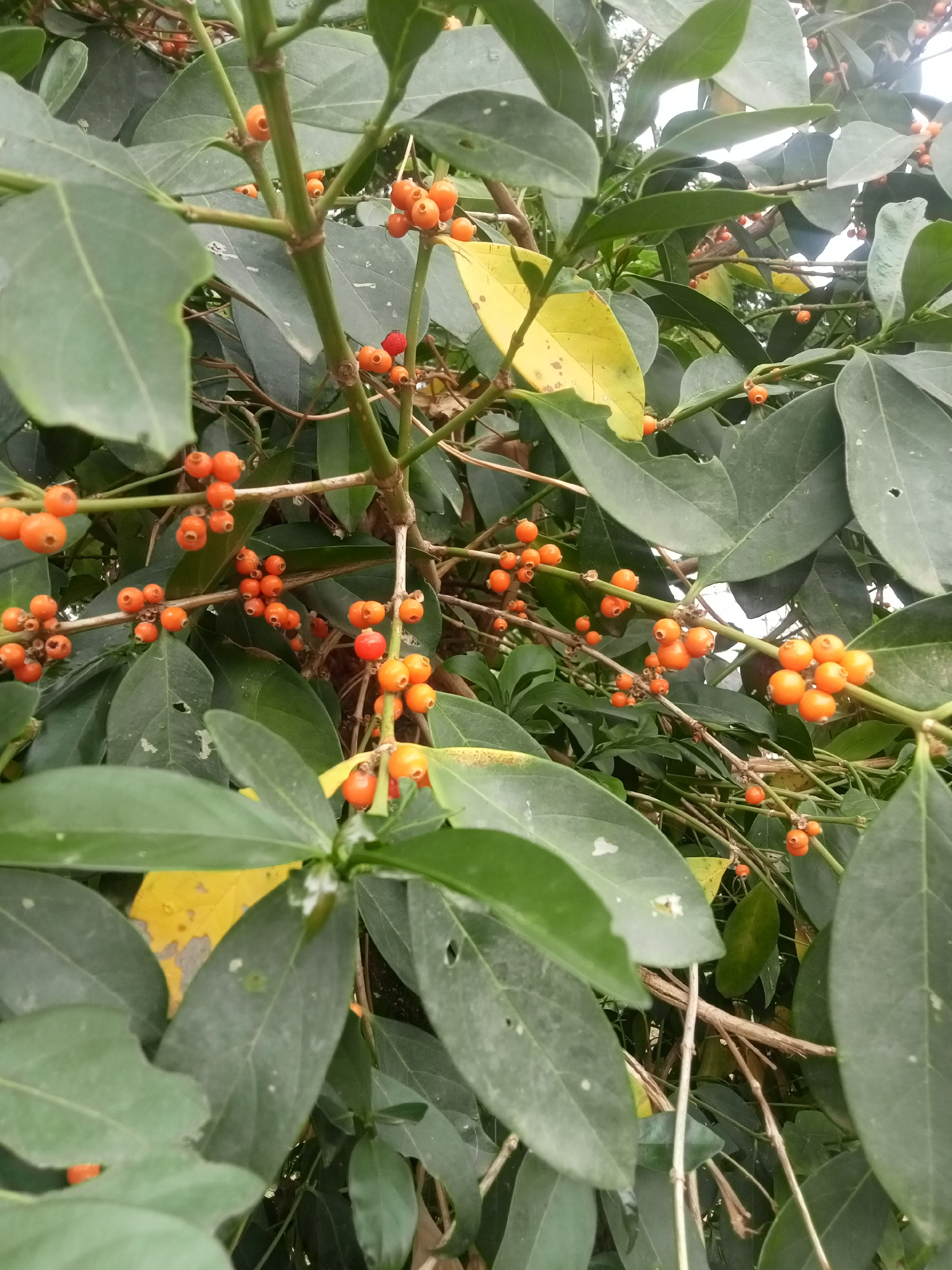 The image shows a bush or small tree with green leaves and clusters of small, round, orange berries. A few leaves show yellowing. The location, identified as Jos, Nigeria, is based on contextual information rather than explicit visual clues in the image. No people or actions are visible. The environment appears to be an outdoor setting.