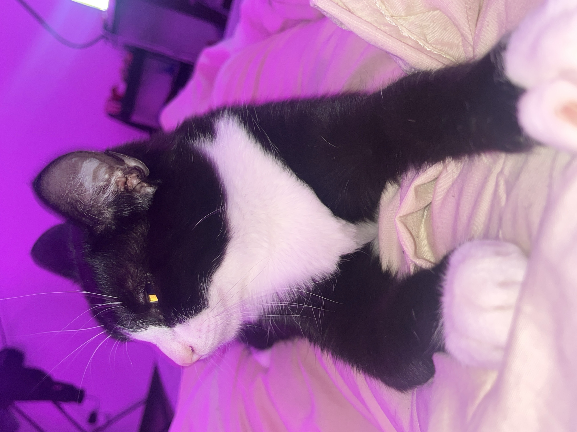 A black and white cat is lying on a pink blanket or bedspread. The cat's head is positioned towards the lower left corner of the image, with its white chest and paws visible amidst the bedding. The lighting appears to be artificial, possibly a purple LED light source, casting a strong magenta hue across the scene. A blurred object is visible in the upper left corner of the frame. No people are visible. No evidence exists within this image to suggest that the image was captured within the city of Saint Petersburg, Russia.