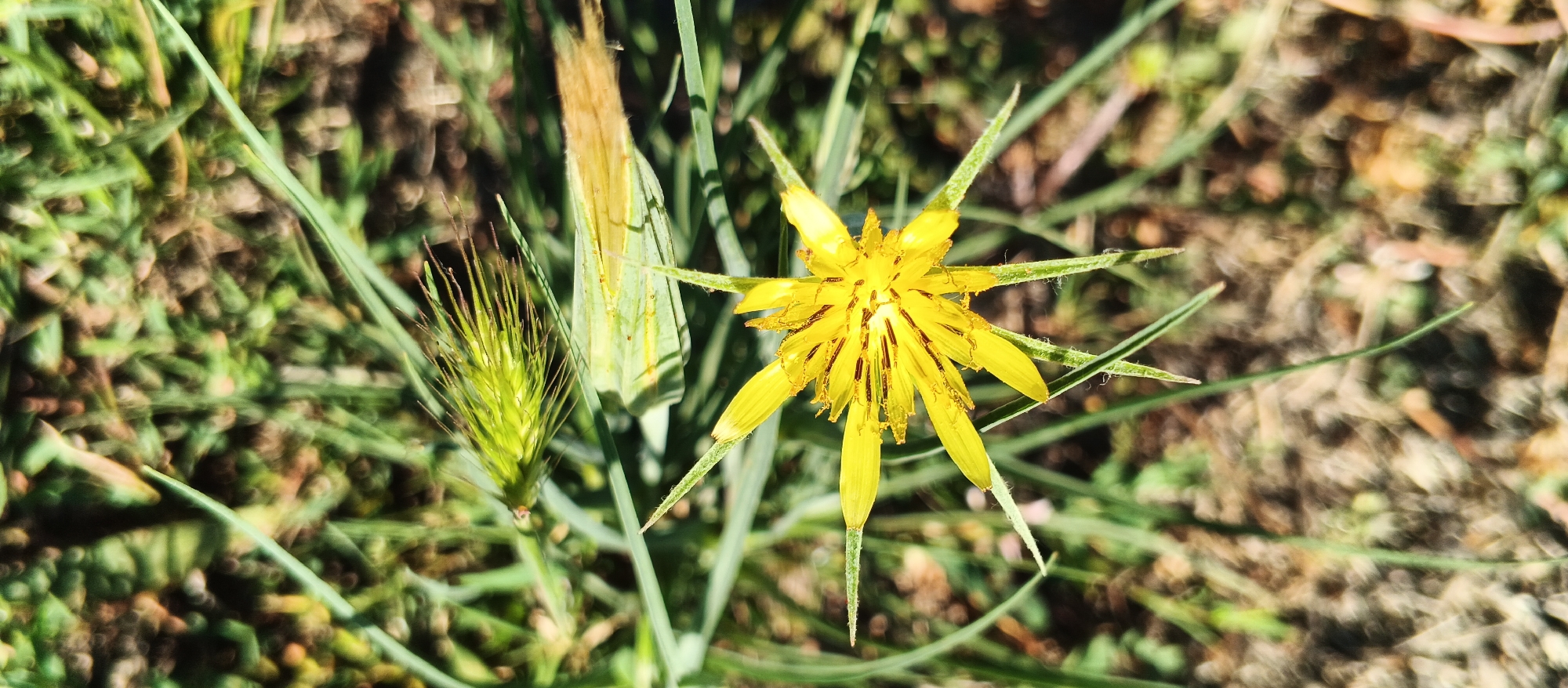 The image is a close-up, high-angle shot of a bright yellow, star-shaped flower blooming in a natural outdoor setting. The flower's petals are long and pointed, with a slightly fuzzy texture. In the background, there is out-of-focus greenery and brown soil, suggesting a grassy or garden area. To the left of the yellow flower, there is a spiky, green seed head, possibly from a different plant. The lighting suggests it is daytime. The location is identified as Smila, Ukraine, though no specific landmarks or city features are visible in the image itself. There are no people or animals present.