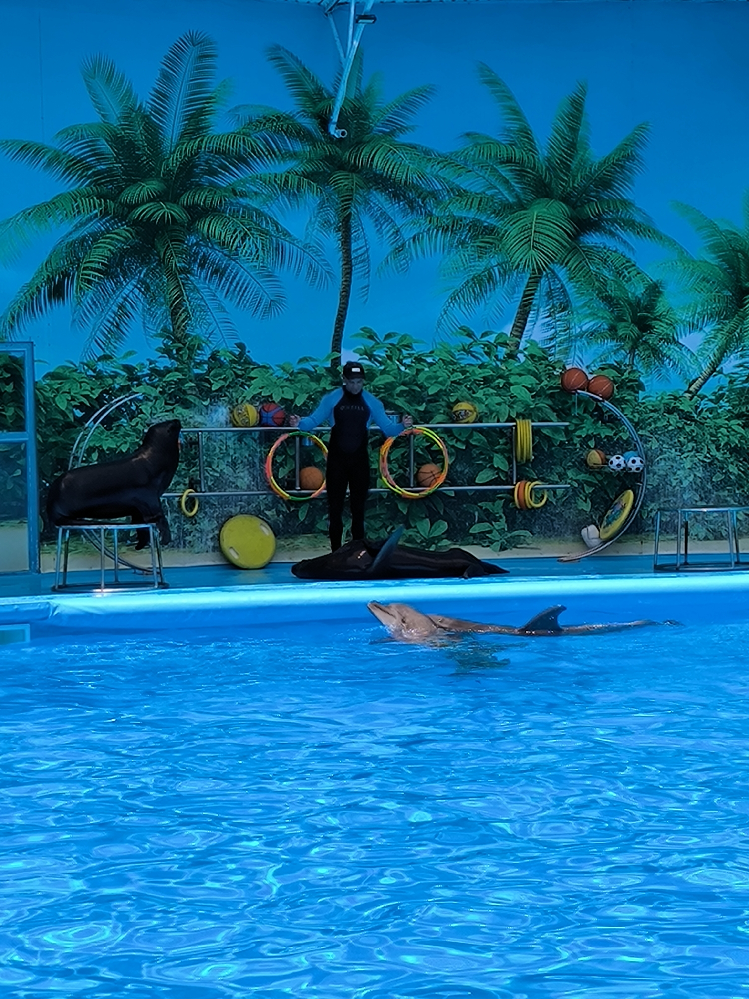 In an indoor aquatic performance arena, a male trainer in a black and blue wetsuit stands on a platform behind a rack of colorful hoops and balls. To the left, a dark-furred seal sits upright on a metal stool. In the pool, a dolphin surfaces, its dorsal fin cutting through the bright blue water. Another dark shape, possibly a second seal or dolphin, rests partially submerged on the pool floor. The backdrop features a painted mural of palm trees and lush greenery against a bright blue sky.