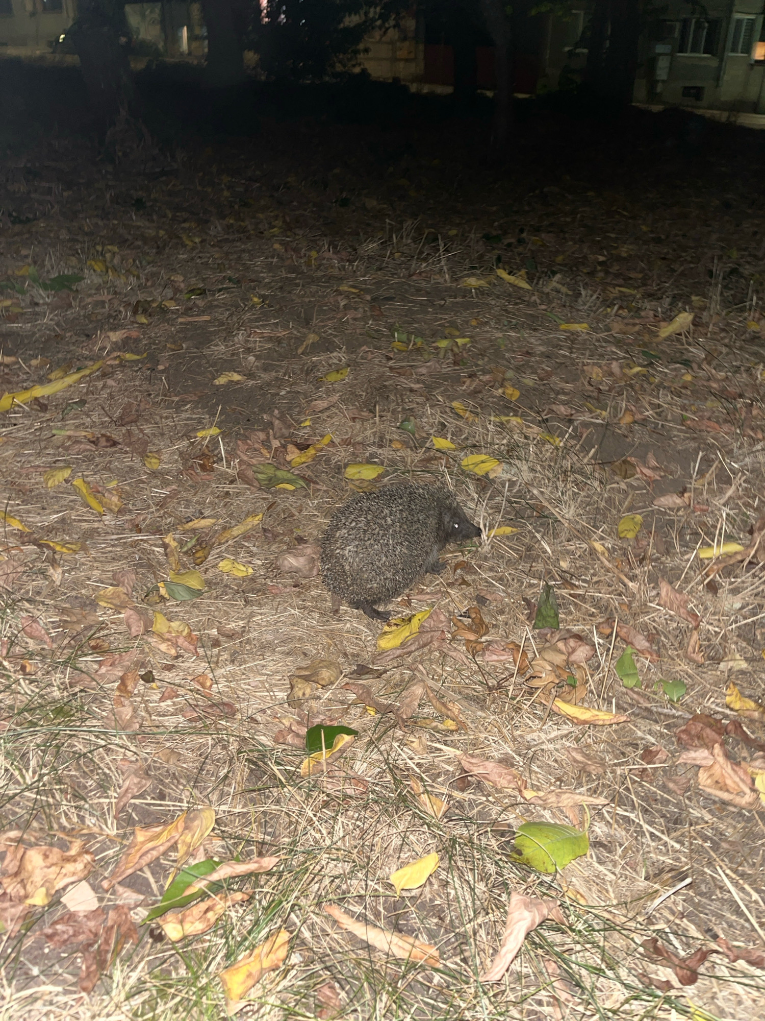 The image shows a hedgehog on the ground covered with dry grass and fallen leaves. The scene appears to be in an outdoor urban environment, possibly a park or a yard, given the presence of buildings in the background and street lighting visible on the right side of the image. The ground is mostly brown and dry, with scattered yellow and green leaves. The hedgehog is dark grey and spiny, facing to the right. The image is dark, suggesting it was taken at night. This scene could be located in Dobrich, Bulgaria, as indicated by the prompt, specifically in an area with vegetation and proximity to residential buildings.