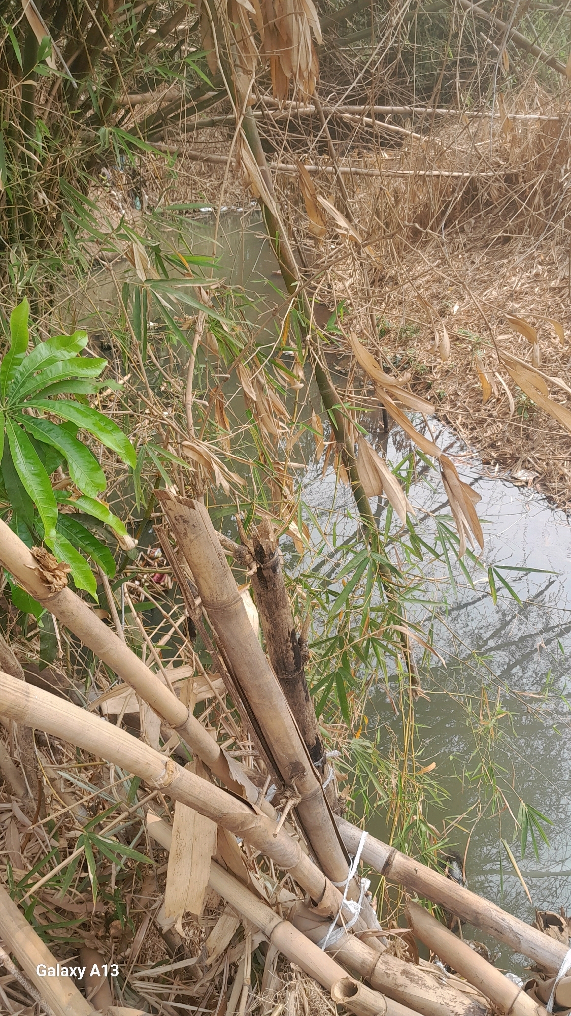A vertical, close-up shot captures a dense thicket of bamboo, both dry and green, surrounding a narrow, murky body of water. The bamboo stalks, varying in color from pale tan to brown and a vibrant green, are tangled and layered, creating a somewhat chaotic yet natural scene. Some of the dry bamboo appears to be dead and brittle, while green shoots and leaves indicate new growth. The water reflects the surrounding vegetation, its surface disturbed by subtle ripples. In the foreground, several thick bamboo poles are tied together with white twine, suggesting they may have been gathered or are part of some construction. The overall impression is one of a wild, overgrown natural setting, possibly on the outskirts of a settlement. The "Galaxy A13" watermark in the bottom left corner indicates the image was taken with a Samsung Galaxy A13 mobile device.