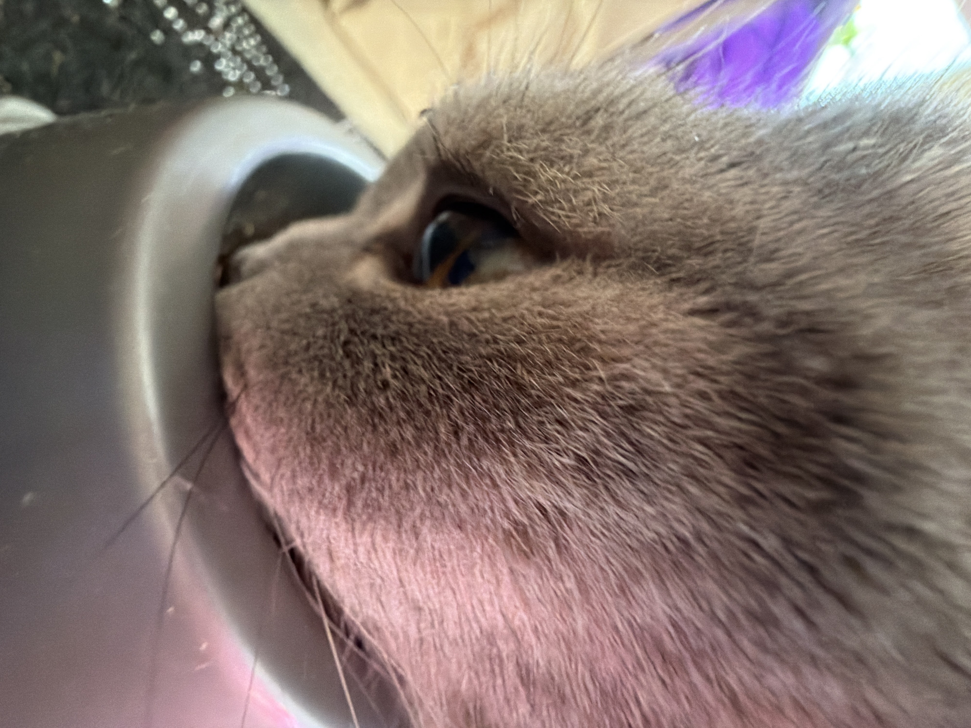 A close-up, low-angle shot depicts the side profile of a domestic cat, likely in an indoor setting in Perm, Russia. The cat, with dense, short grayish-brown fur, has its head positioned deep inside the opening of a gray or silver-colored object, which appears to be a pet bowl, feeder, or water fountain. Small, dark particles, possibly kibble or food residue, are visible inside the object near the cat's muzzle, indicating it is actively eating or drinking.
The cat's right eye, sharply in focus, displays an amber-brown iris with a vertical pupil, gazing towards the right side of the frame. Its whiskers are visible, extending from its muzzle. The fur around its cheek and forehead shows detailed texture. A faint pinkish hue can be observed on the fur beneath its chin.
The background is blurry, featuring indistinct bright spots and a dark surface. A touch of purple or lavender is noticeable near the top of the cat's head, possibly from a background object or a reflection. The image focuses tightly on the cat's face and its interaction with the object, utilizing a shallow depth of field. No text is visible in the media file.