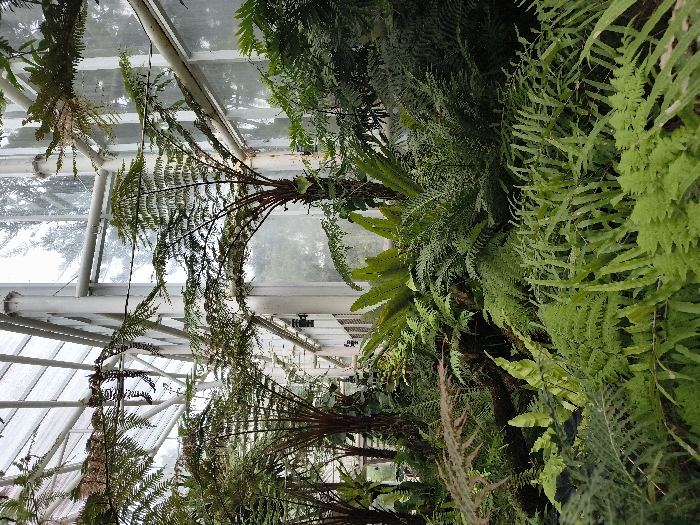 This media file presents a vibrant and lush interior scene of a greenhouse or conservatory, dominated by a dense collection of ferns and other tropical plants. The primary subjects are various species of ferns, including several prominent tree ferns with long, arching fronds that extend gracefully downwards and across the frame, creating a rich green canopy. Smaller, diverse fern species with intricate leaf structures fill the spaces, particularly on the right side, showcasing a spectrum of green hues from bright lime to deep forest green.
The overhead structure of the greenhouse is clearly visible, featuring a white or light-colored metal framework supporting large, clear glass panels. Some of the metal beams show minor discoloration or rust, suggesting age or humidity. Through these glass panels, diffused daylight illuminates the scene, indicating an overcast sky outside or the filtering effect of the greenhouse structure. Glimpses of the exterior environment, appearing as muted green foliage or trees, can be seen through the glass.
The overall impression is one of natural tranquility and abundant plant life, characteristic of a well-maintained botanical collection. No human activity or individuals are depicted. The scene is static, focusing on the beauty and variety of the plant specimens within their controlled environment. The setting aligns with the provided location context of Cimacan, Indonesia, suggesting a tropical botanical garden or plant house. There is no visible text in the image.