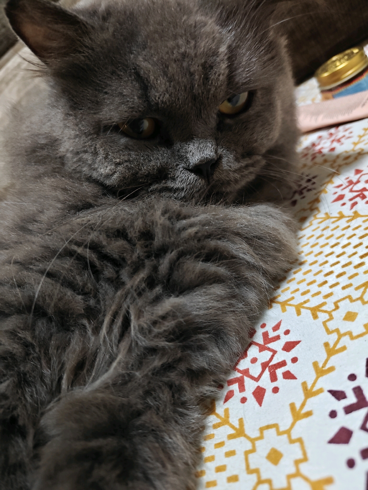 A close-up, eye-level shot shows a fluffy grey cat with yellow eyes lying on a white surface patterned with red and yellow snowflakes. The cat's head is on the left side of the frame, with its body extending towards the right and bottom. Its right paw is resting on the patterned surface. In the background, on the upper right side, a portion of a gold-colored cap with some text and blue and pink elements is visible, resting on a pink surface. The cat appears to be indoors, possibly in a residential setting in Ambivali, India.