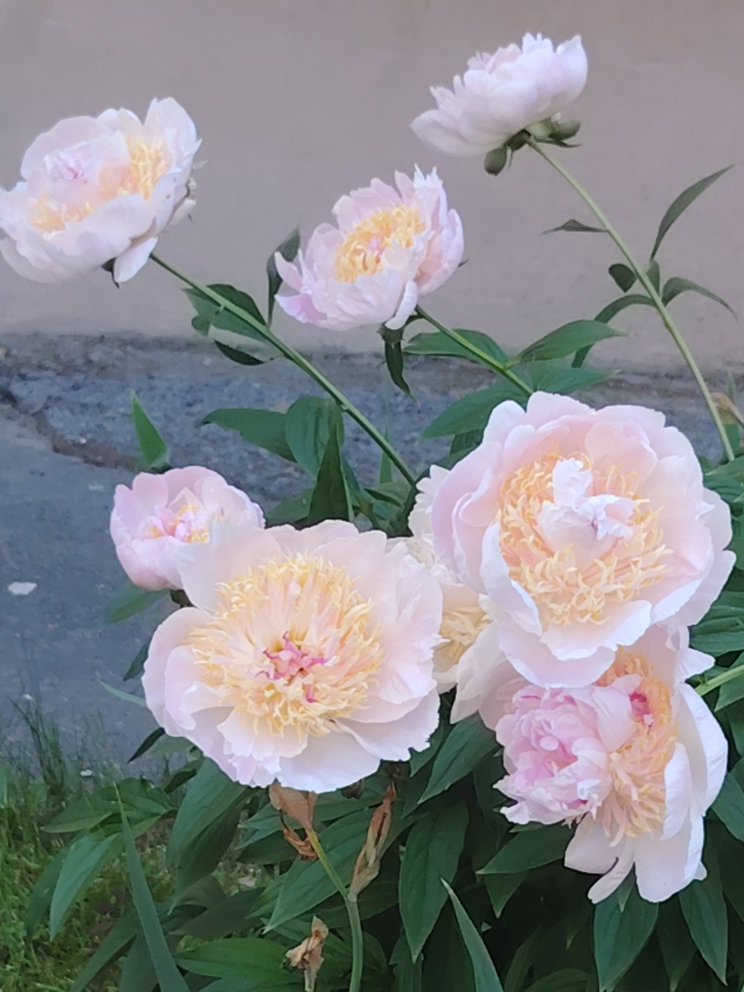 A cluster of light pink peonies are in bloom against a muted grey background. The flowers are in various stages of opening, with some fully bloomed and others still partially closed. The petals are delicate and ruffled, with hints of yellow and cream in the center of the fully opened blooms. Dark green leaves provide a backdrop for the flowers, and a patch of green grass is visible in the lower left corner. The scene appears to be outdoors, with a hint of cracked pavement or concrete in the background, suggesting an urban or suburban setting.