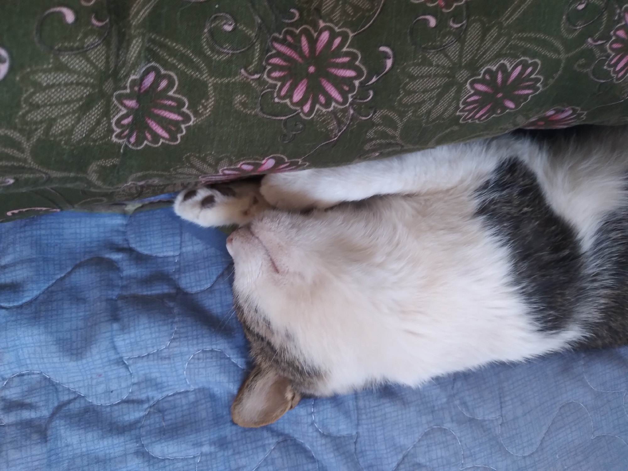 The image shows a close-up, overhead view of a cat sleeping on a blue quilted blanket, nestled against a green patterned pillow. The cat is mostly white with grey and black markings on its back and tail. Its paws are tucked near its face. The blue blanket has a subtle grid pattern and is quilted with a heart-like shape. The green pillow has a repeating floral pattern with pink and darker green elements. The scene appears to be indoors, possibly on a bed or sofa. There is no indication of the city of Baki, Uzbekistan, in the image.