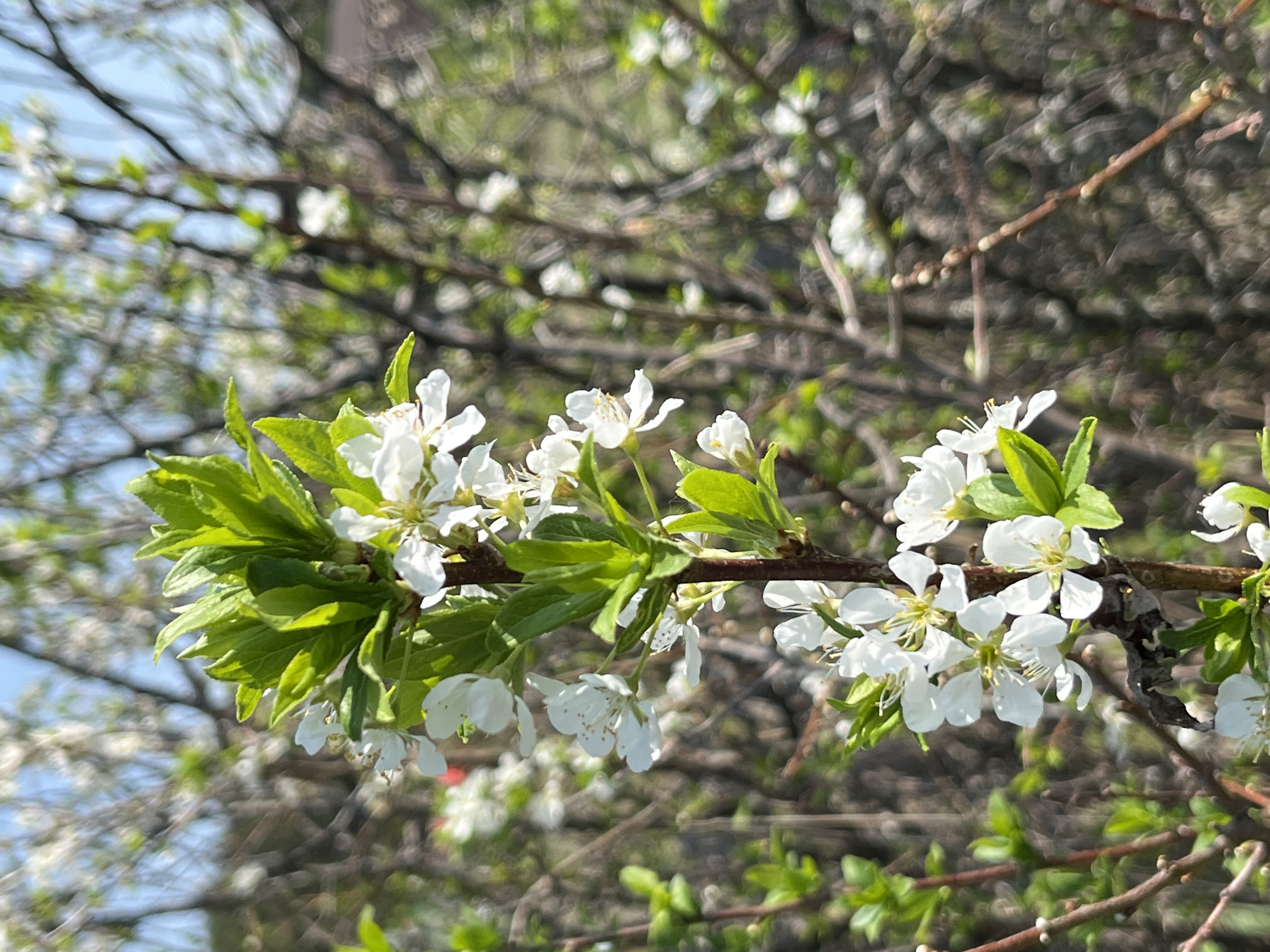 The image shows a close-up of a blossoming tree branch, likely in spring. The branch is adorned with small white flowers and green leaves. The background is blurred, showing other branches and foliage, with hints of a blue sky. It is daytime and sunny. There are no people visible. While the image suggests a natural setting, without additional clues in the photo, it is impossible to confirm the location as Nizhny Tagil, Russia, or any other specific place.