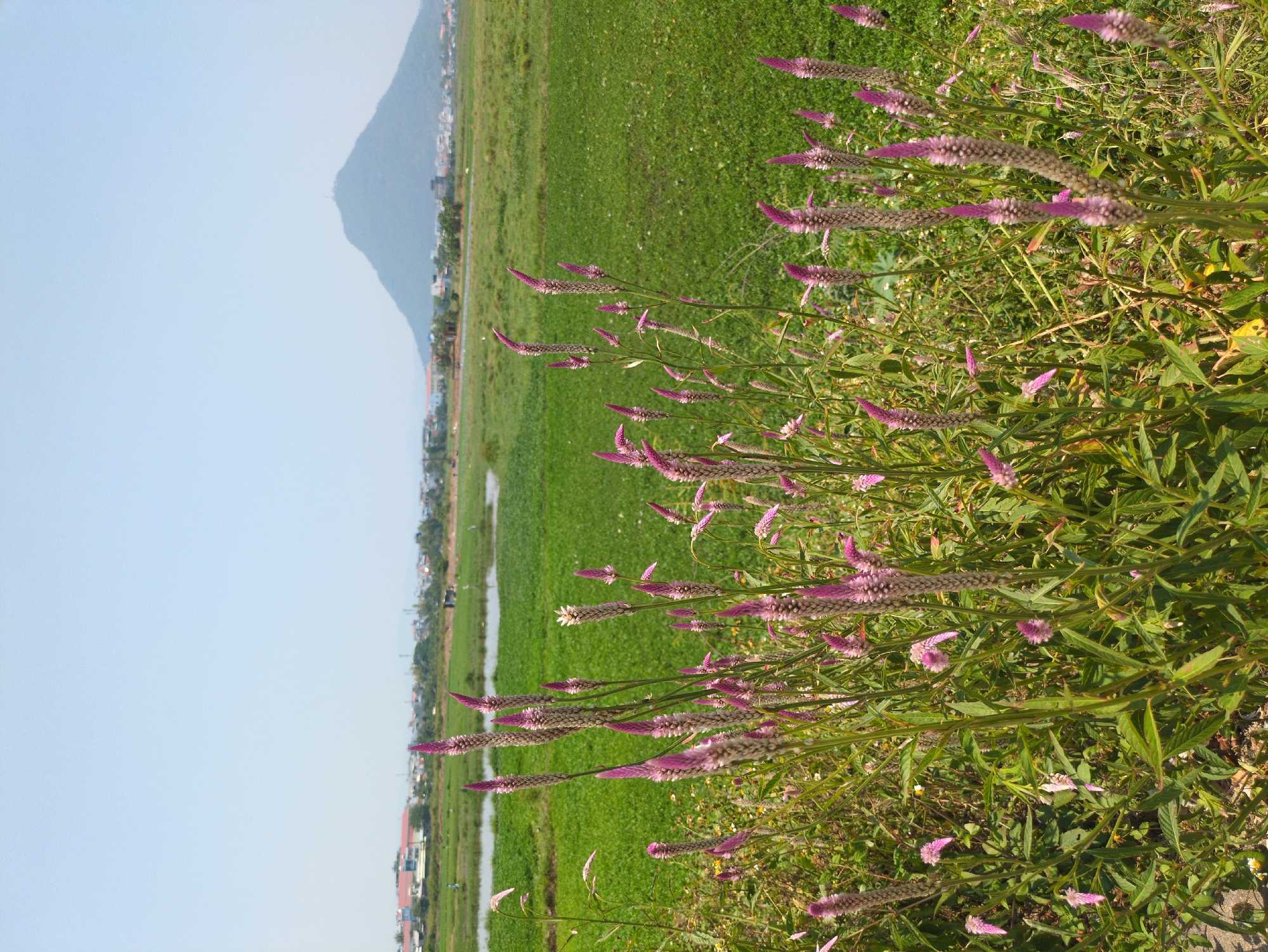 The image captures a view in Tuy Hòa, Vietnam, showcasing a landscape with a field of green grass and tall purple Celosia flowers in the foreground. In the background is a mountain range and a view of the city. The sky is a clear blue. The composition suggests a rural or suburban area on the outskirts of the city.