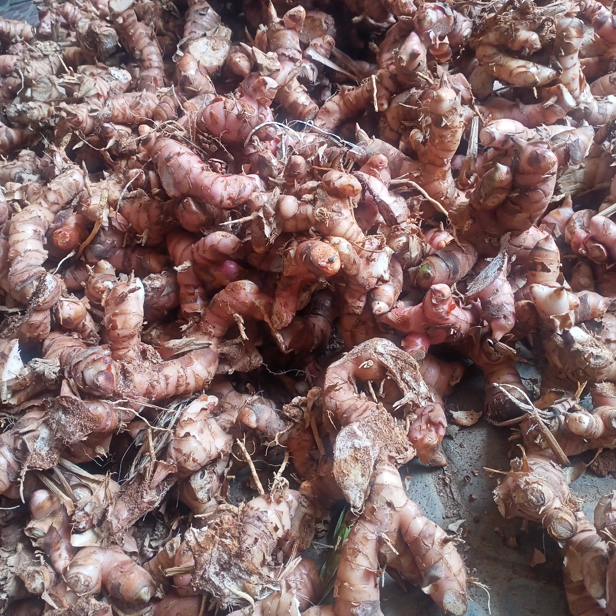 The image displays a large pile of freshly harvested galangal roots, common in the agricultural landscape of Kedungmungal, Indonesia. The roots are reddish-brown, with a knobby texture and visible segments. Some have attached soil and fibrous root strands. The overall impression is one of abundance, likely from a farm or market setting. The lighting is natural and appears to be outdoor, casting soft shadows.