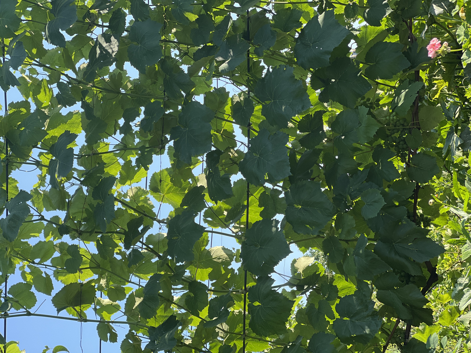 The image shows a close-up view of grapevines with abundant green leaves and developing grape clusters, set against a bright blue sky. The vines are trained on a wire trellis system. The lower portion of the image reveals lush green foliage and a single pink flower, suggesting a garden or vineyard setting. The overall scene depicts a healthy, sunlit agricultural or garden environment. This scene is located in the village of Lopatino, Russia.