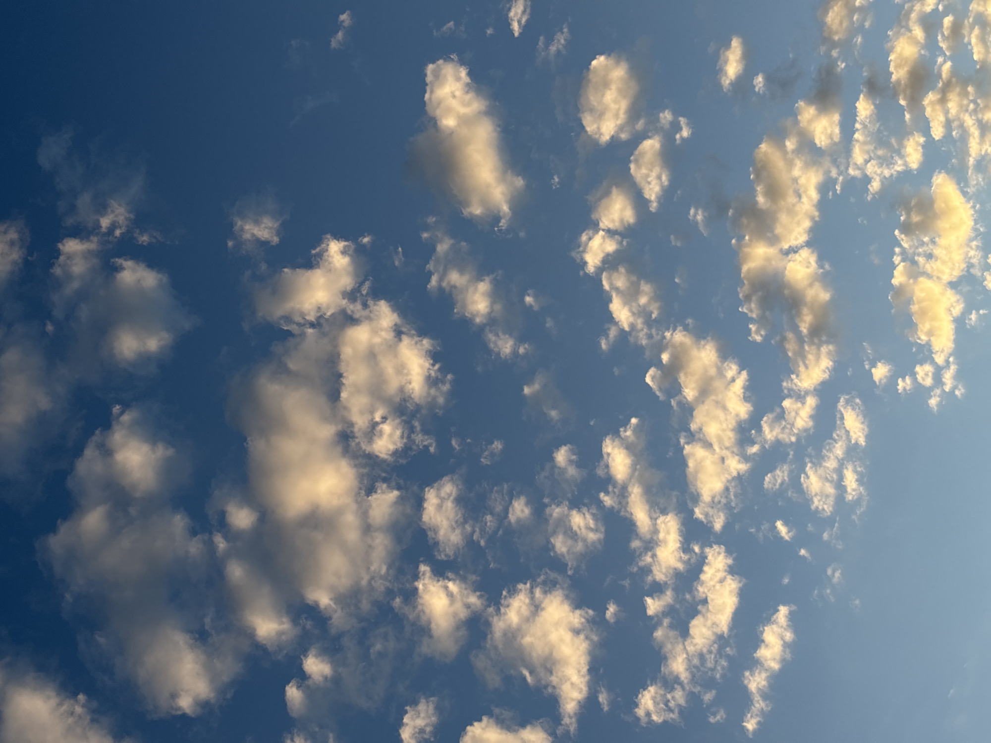 The image shows a clear blue sky filled with scattered white and golden clouds. The clouds are illuminated from the side, suggesting either sunrise or sunset. The lighting on the clouds indicates a low sun angle. The sky occupies the entire frame of the image. There are no people, buildings, or any other objects visible in the scene. The image depicts a natural atmospheric phenomenon. The location in the city of Кордово, Russia is not discernible from the image itself.