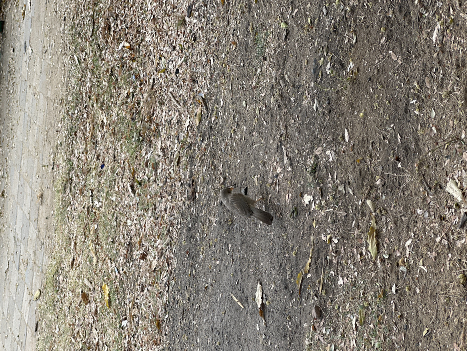 A single, medium-sized, dull brownish-grey bird with a lighter throat and a slightly shaggy head is positioned in the lower-left to central portion of the frame. The bird's head is angled downwards, with its beak near the ground, indicating foraging activity. The ground in the foreground and midground consists of exposed, dry, dark brown soil extensively covered with numerous fallen leaves in various shades of brown and yellow, interspersed with sparse green plant growth and small twigs. In the upper background, a section of a light-colored paved pathway, constructed from rectangular concrete blocks, is visible. The scene is outdoors, illuminated by natural, even light. This environment is consistent with a park, garden, or unpaved green space within Vadodara, India.