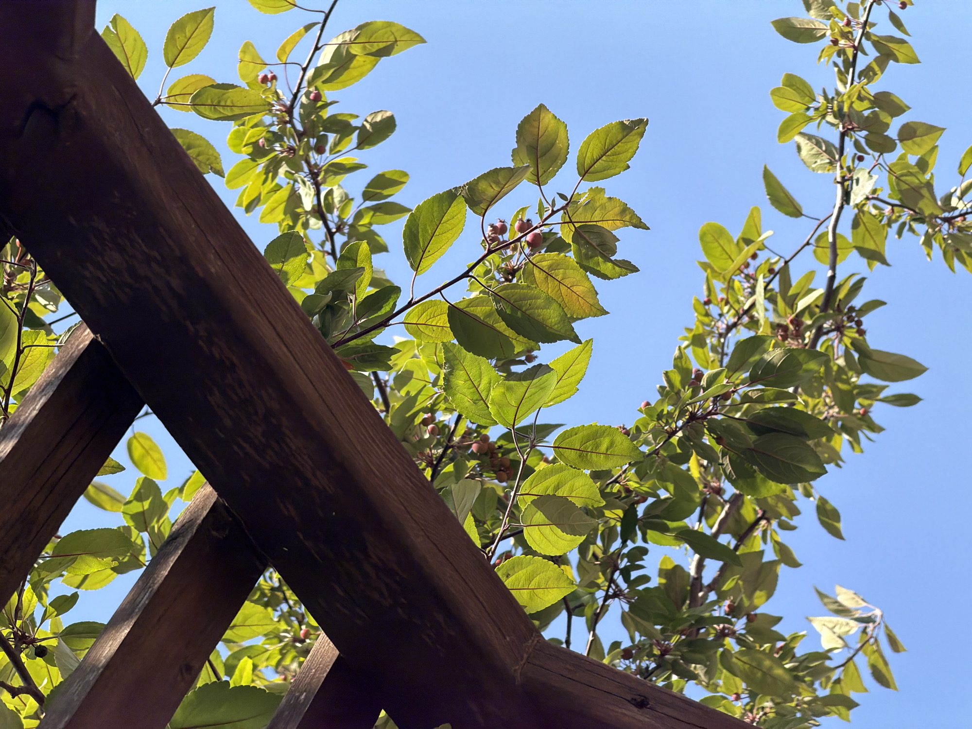 An outdoor, low-angle shot captures a wooden pergola against a bright blue sky. Green leaves and small red berries from a tree are interspersed between the wooden beams of the pergola, with branches extending towards the sky. The scene is likely in Köprübaşı, Turkey, given the context. There are no people or animals visible in the image.
