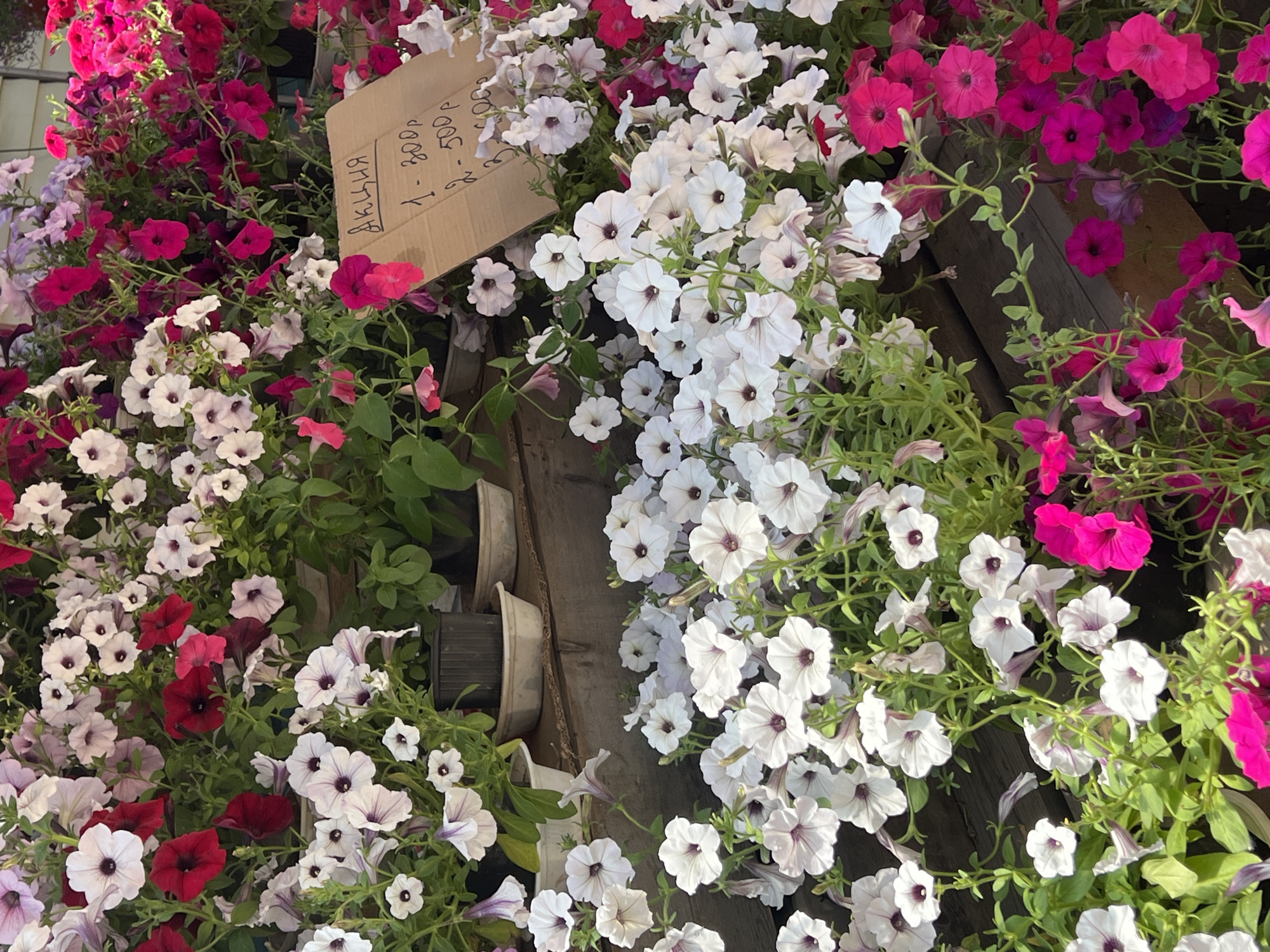 The image shows a close-up view of a display of petunias, predominantly white, pink, and red, with some deep magenta flowers. The flowers are in bloom and appear healthy, with green foliage visible. The petunias are arranged in pots and containers, some of which are visible on wooden shelves or steps. A piece of cardboard with handwritten text in Russian, presumably a price list or promotional information, is leaning against the flowers in the upper right portion of the image. The text reads "АКЦИЯ" (Promotion) followed by numbers and currency symbols, indicating a sale. The overall scene suggests a flower stall or market. The background is slightly blurred but appears to be an outdoor setting, possibly a garden center or a street vendor. The lighting suggests it is daytime. The image does not contain any people.
