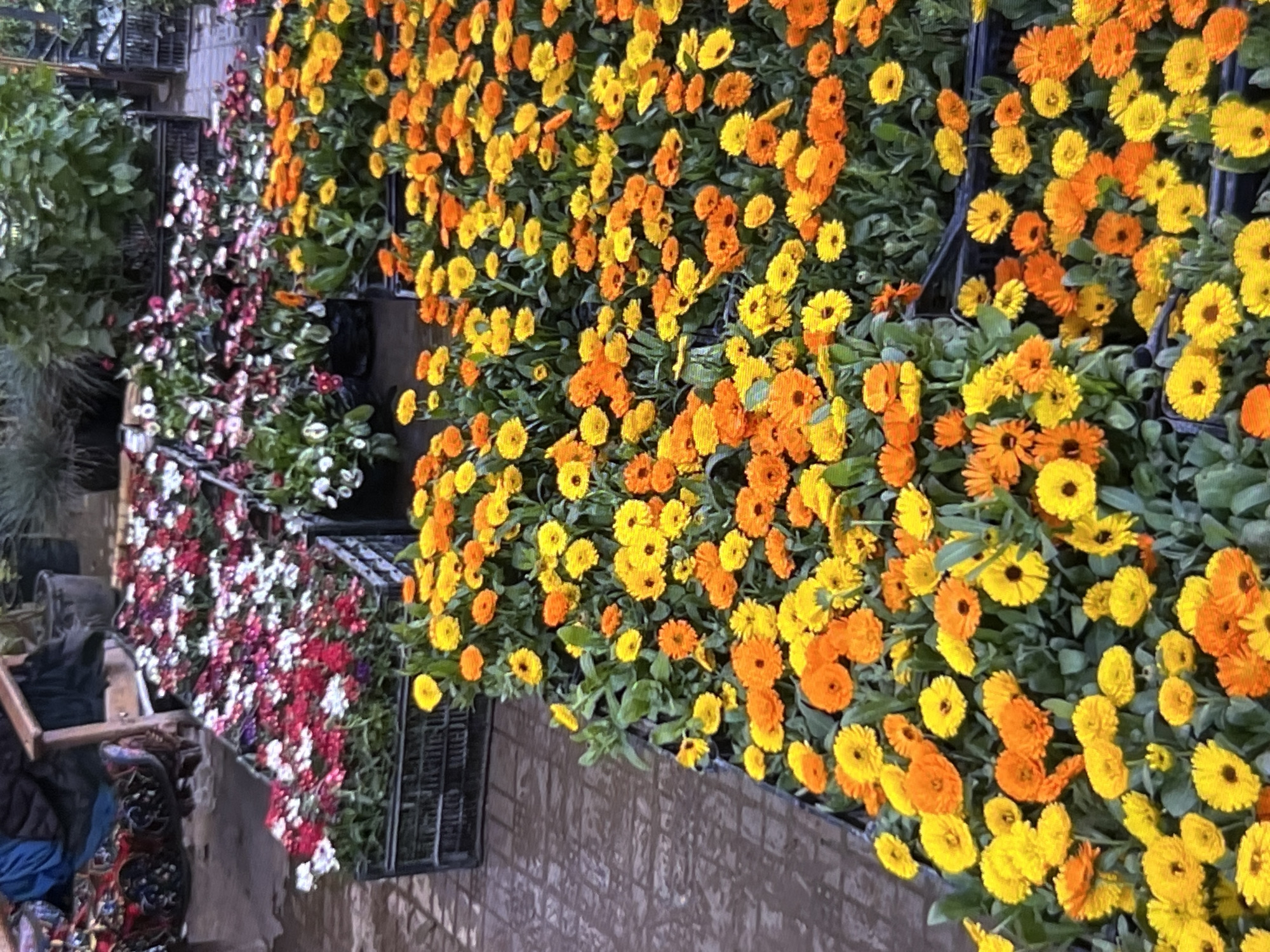 The image depicts an outdoor flower market, likely in Kadamjay, Kyrgyzstan, with rows of colorful flowers for sale. In the foreground, several crates are filled with an abundance of bright orange and yellow marigolds. Behind these, more crates overflow with smaller flowers in shades of red, pink, and white. The ground appears to be paved with textured tiles. In the background, a wooden chair with fabric upholstery is visible, suggesting a seating area for customers or vendors. Other plants and potted greenery can be seen further in the background, along with dark, industrial-looking crates. The overall impression is a vibrant and bustling marketplace, showcasing a variety of flowering plants.