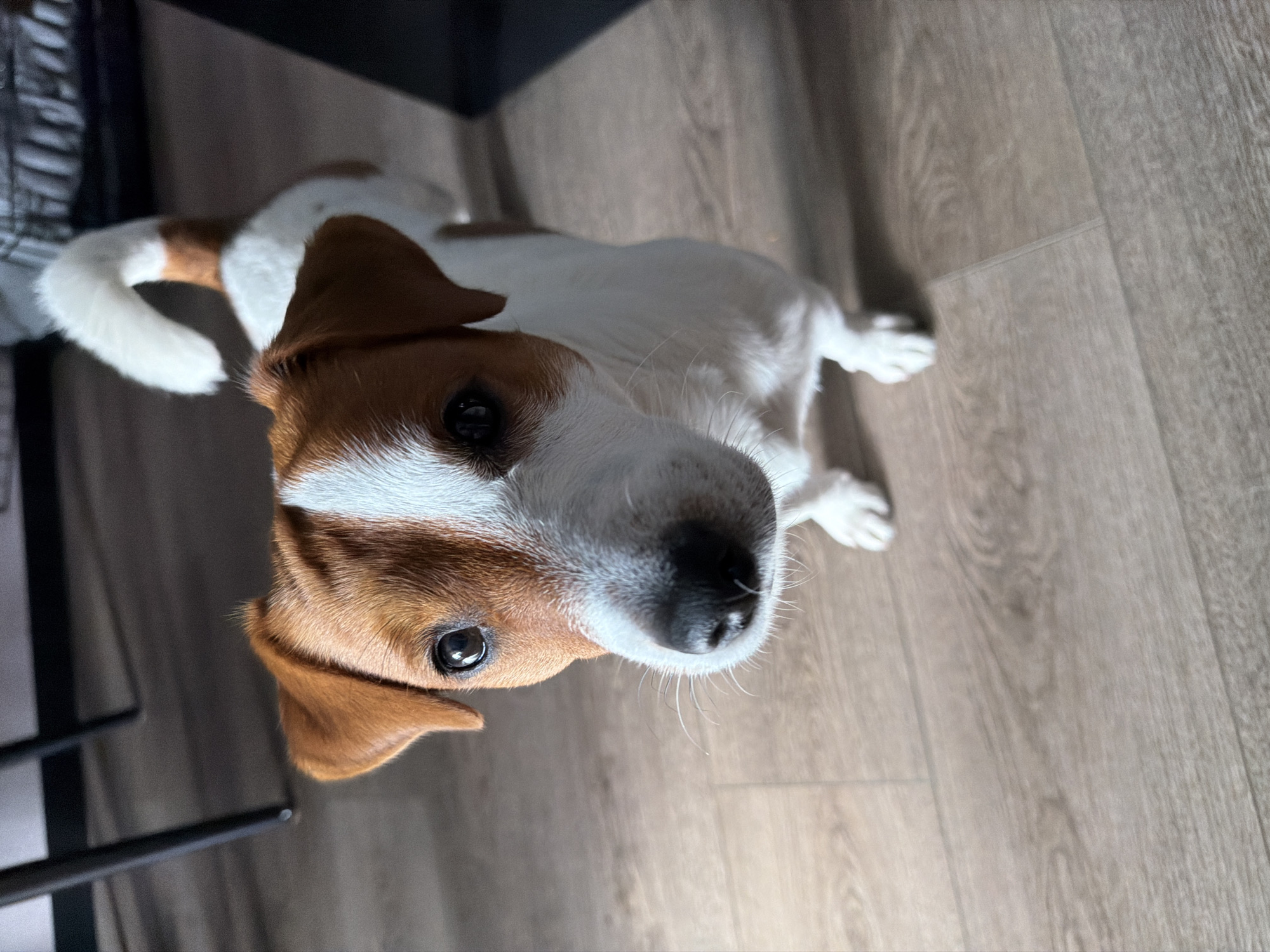 A Jack Russell Terrier dog is standing on a light wood-grain laminate floor indoors. The dog has white and tan markings on its face, body, and tail. Its head is tilted slightly upwards and its eyes are focused on the camera. The background is blurred, but appears to be an indoor setting with furniture legs visible. The image is taken from a slightly elevated perspective looking down at the dog.