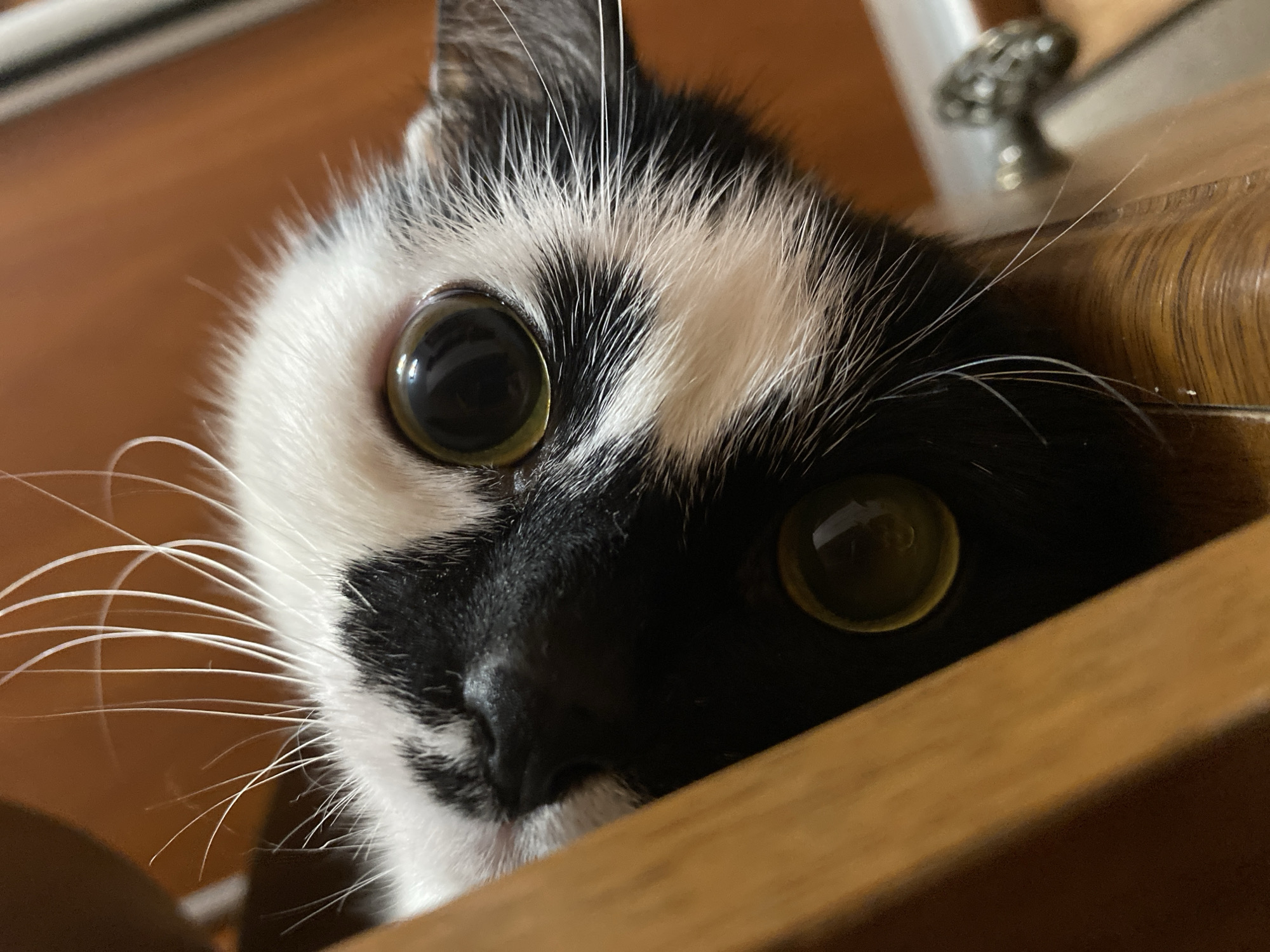 A close-up, low-angle shot captures the face of a black and white cat peeking over the edge of a wooden surface. The cat's large, round eyes, one reflecting a yellowish-green hue, are the prominent focal point. The cat's fur is clearly visible, with fine white whiskers fanning out from its nose. The background consists of a blurry wooden surface and a silver-colored object that appears to be a cabinet knob. The image is an indoor photograph. The location in Protvino, Russia, is not depicted in this image.