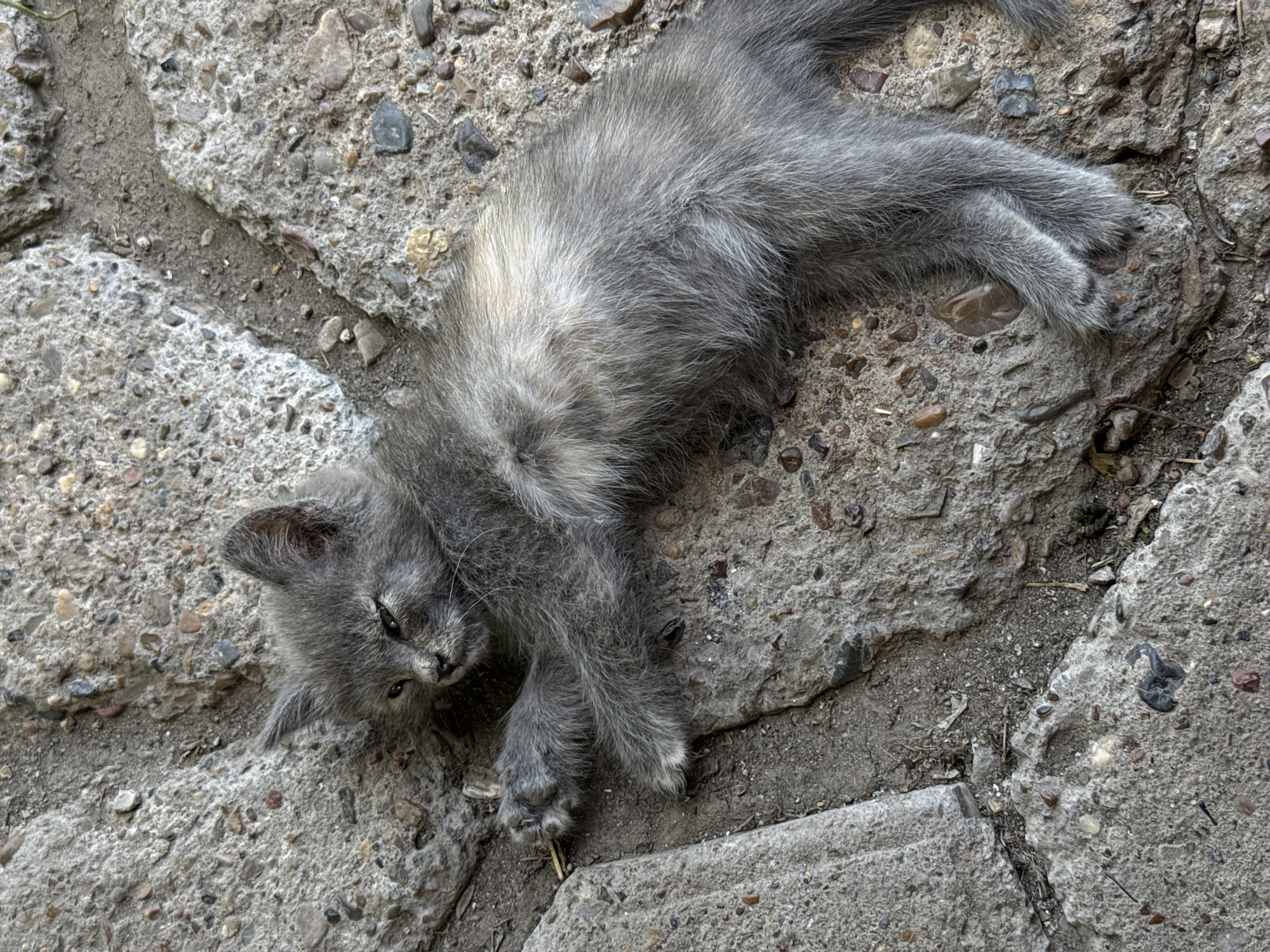 A grey kitten is lying on cracked concrete pavement with scattered small stones and dirt. The kitten is on its back, with its legs extended. It appears to be a young animal, with its eyes partially closed. The concrete is rough and uneven, with visible seams between the slabs. The scene is outdoors, likely in a public area such as a street or alleyway. The overall impression is one of stillness and perhaps distress for the animal. There are no humans or other animals visible in the image. There is no information within the image that would allow for the specific location of Aksay, Kazakhstan to be determined.