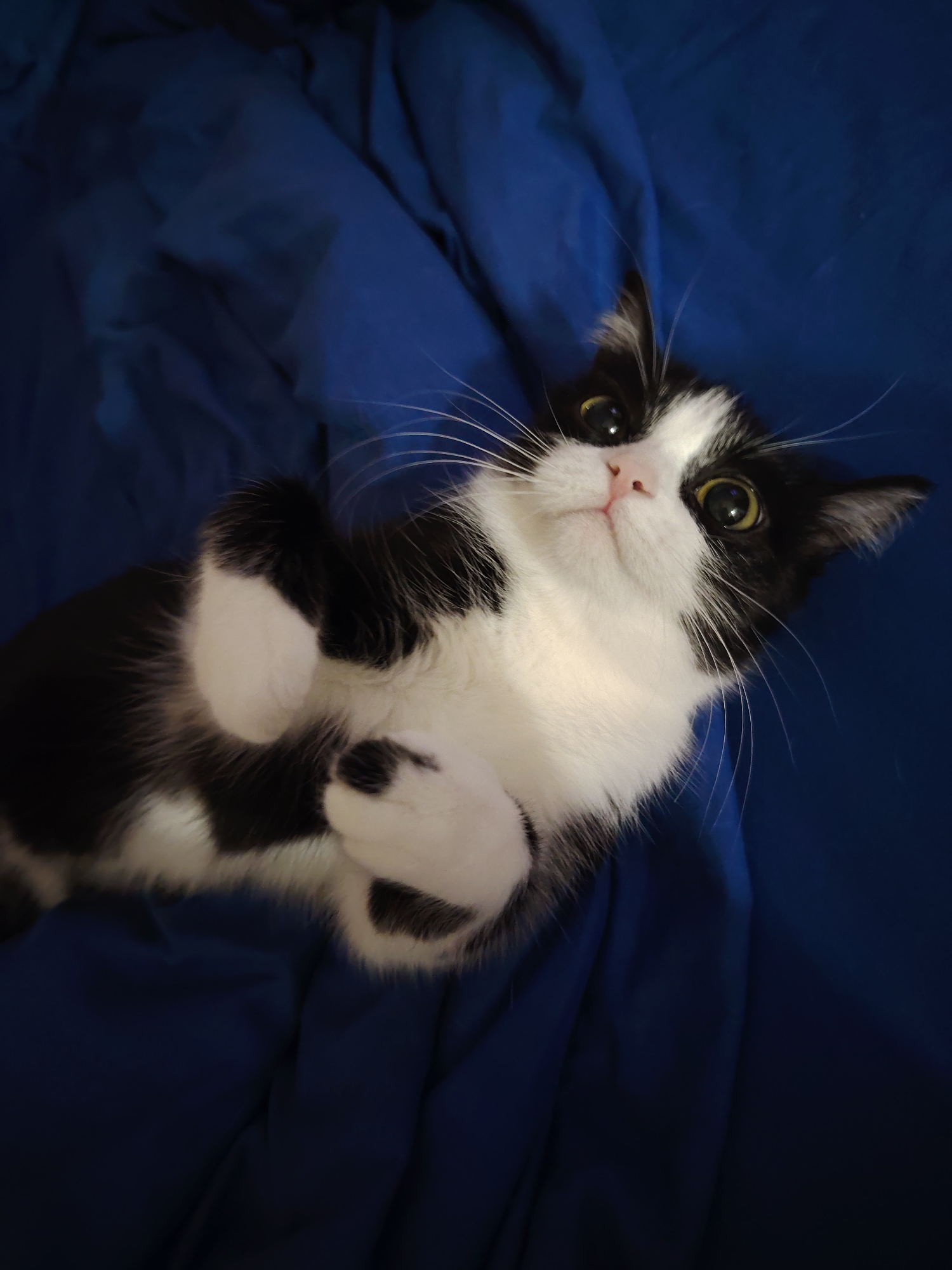 A close-up, medium-shot photograph depicts a black and white cat lying on its back on a blue fabric surface. The cat is positioned in the center of the frame, with its body extending from the lower-left to the upper-right corner. The cat has large, yellowish-green eyes that are wide open and appear to be looking up towards the camera. Its pink nose is centrally located on its face, just below the eyes. The cat's front paws are curled up towards its chest. The blue fabric surface is draped with folds and creases, suggesting it might be a blanket or sheet. The lighting in the image appears soft and diffused, casting gentle shadows across the cat's fur and the fabric's surface.
