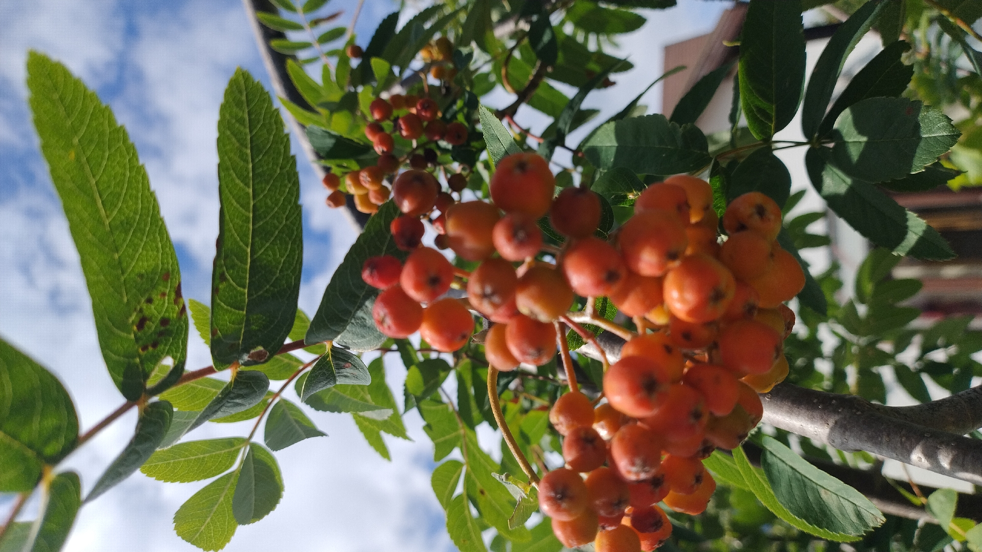 A low-angle, close-up, vertical shot captures a cluster of bright orange rowan berries hanging from a branch, with green leaves and a blurred background of blue sky with white clouds and hints of buildings. The berries are round and plump, with some showing lighter yellow-orange hues and small dark spots. The leaves are serrated and a vibrant green, with some showing minor spotting. A textured, grey tree trunk is visible in the lower left of the frame. The image is sharpest on the berries, with the background significantly out of focus. The scene depicts nature within an urban setting, as suggested by the distant buildings.