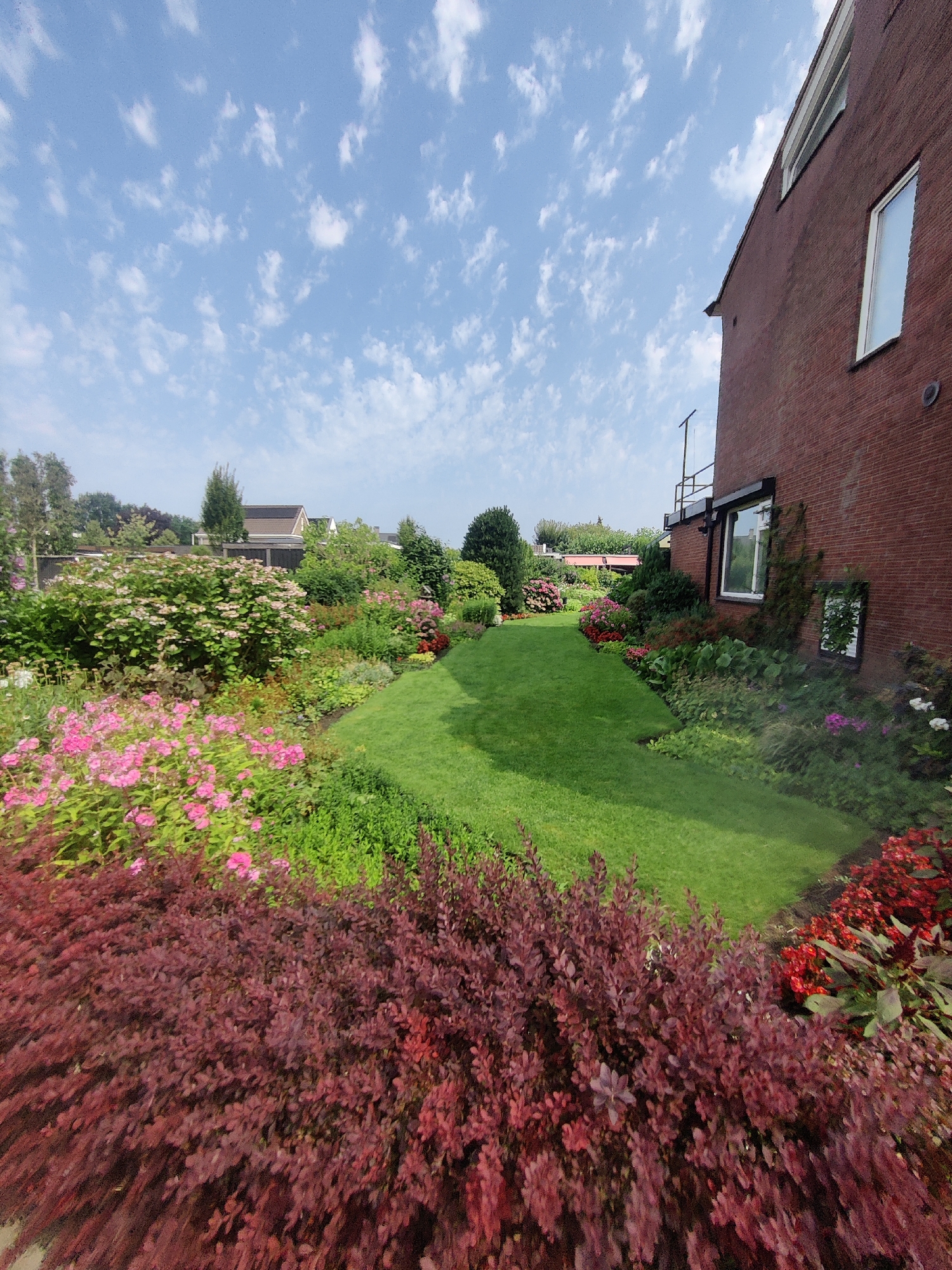 The image captures a well-maintained garden bordering a brick house. The garden features a neatly mown green lawn that curves around a variety of flowering plants and shrubs. In the foreground, a dense bush with deep red leaves dominates the lower left corner. To its right, a vibrant bed of pink flowers adds a splash of color, interspersed with green foliage. Further into the garden, a large shrub with clusters of small white and pink flowers is visible, and beyond that, a winding path of green grass leads towards the back of the property. Red flowers are also present along the edge of the lawn on the right side of the image. The house, made of dark red brick, occupies the right side of the frame, featuring white-framed windows. The sky above is a clear blue with scattered white, wispy clouds. In the background, trees and houses suggest a suburban or residential setting within the city of Winterswijk, Netherlands. There are no people or animals visible in the image.