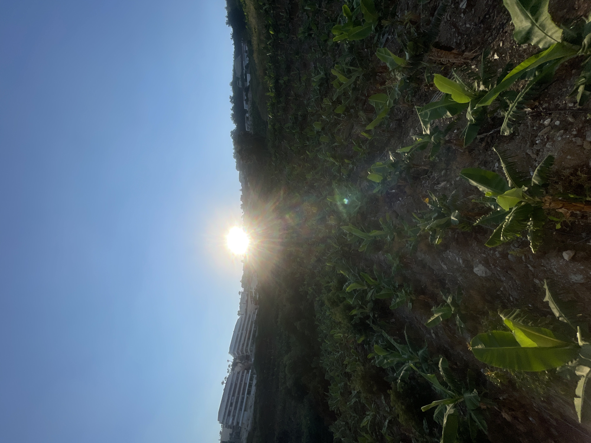 The image depicts a sloped banana plantation on the outskirts of Alanya, Turkey, bathed in the warm glow of the setting sun. The sun's rays pierce through the clear blue sky, creating a lens flare effect. In the background, white multi-story buildings, possibly hotels or residential complexes, are visible on the hillside, interspersed with scattered trees. The foreground is dominated by rows of lush green banana plants, their broad leaves catching the sunlight. The terrain is rocky and uneven, suggesting a natural landscape that has been adapted for agriculture. The scene evokes a sense of tranquility and natural beauty, with the agricultural land juxtaposed against the man-made structures.