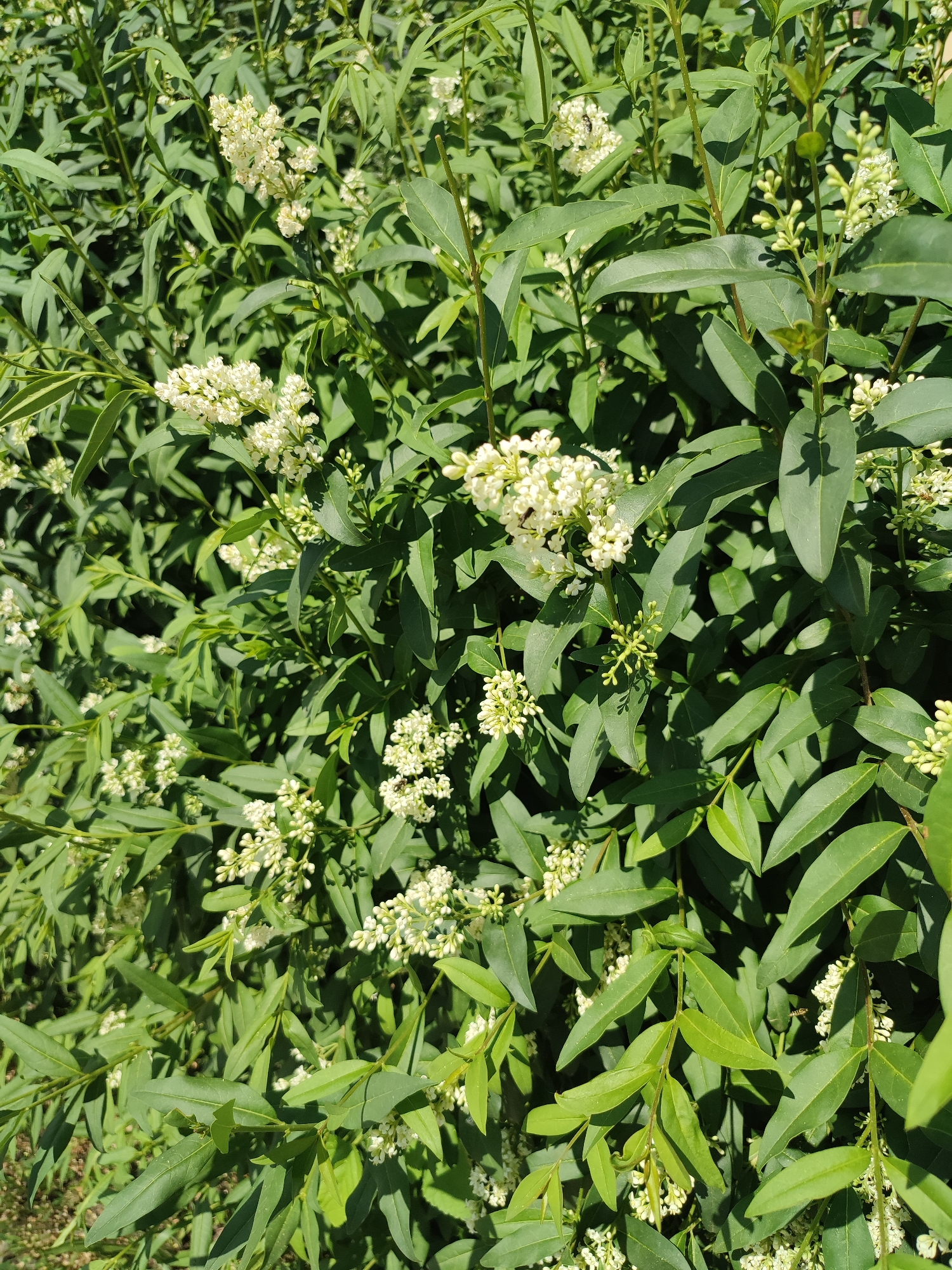 This is a close-up, eye-level, outdoor photograph of a dense privet hedge in Voskobiinyky, Ukraine. The hedge is lush and green with many ovate leaves and clusters of small, white flowers. Several buds are also visible. In the upper central portion of the image, a bee is perched on one of the white flower clusters. The lighting suggests it is a sunny day, with strong shadows cast by the leaves. The background is a blur of more foliage, indicating the depth of the hedge. There are no people or man-made structures visible.