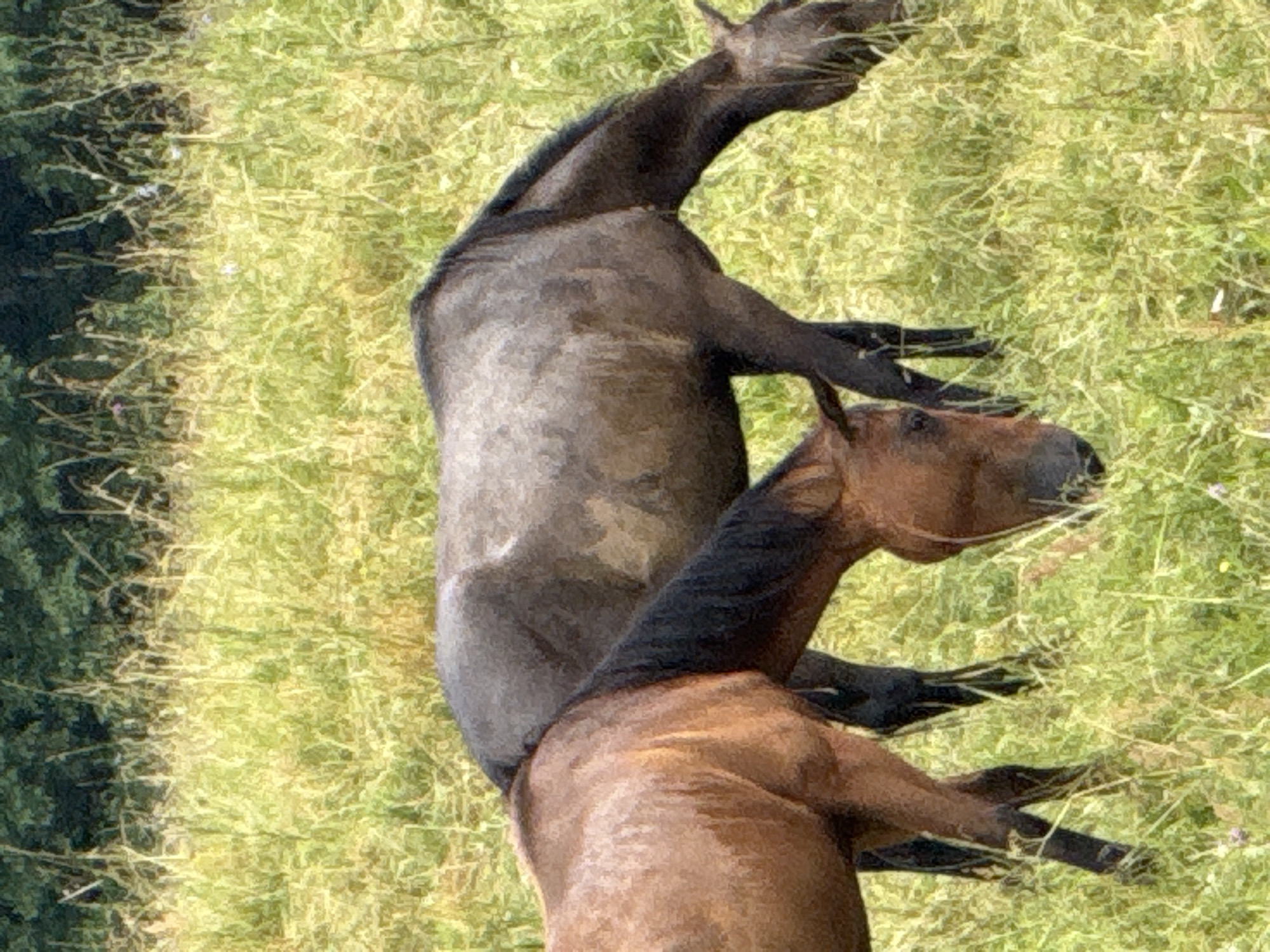 Two horses are grazing in a field in Galinė, Lithuania. The horse in the foreground is a chestnut color with a black mane and tail. The horse in the background is a dark gray color with a black mane. The field is covered in green grass and some wildflowers. Trees are visible in the background. The horses are positioned in the middle of the frame, with the chestnut horse on the left and the gray horse on the right. Both horses appear to be eating grass. The lighting suggests it is daytime, possibly morning or afternoon.