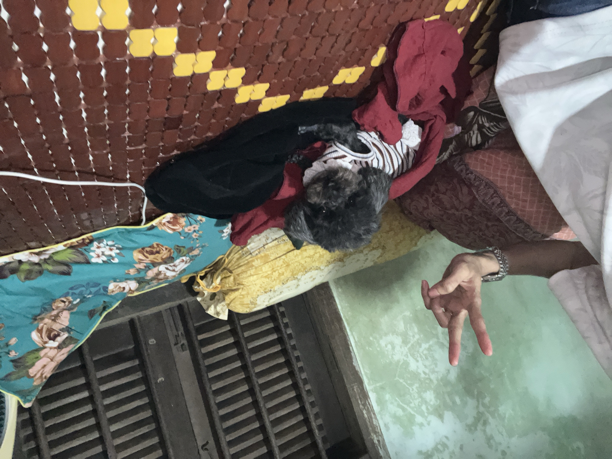 This indoor image, set in Bình An, Vietnam, features a small, dark-haired dog and a person's hand in a casual, domestic environment.
At the center, a fluffy, dark-furred dog, possibly a poodle or similar breed, is resting. It is wearing a white and brown striped shirt. The dog is nestled among various fabrics, including a prominent red cloth and a black piece of fabric that covers most of its body.
To the right, a person's left arm and hand are visible against a light green, slightly distressed wall. The person is wearing a silver-colored link bracelet on their wrist and is making a "peace" or "V" sign with their fingers, suggesting a lighthearted or friendly gesture.
The background and surroundings are rich with textures. A large woven mat with a brown base and distinct yellow rectangular patterns covers much of the upper and left areas, possibly a bed or floor mat. A white power cord runs along the left edge of this mat. Below the mat and to the left, a vibrant light blue fabric adorned with large floral patterns, including pink and white roses, is draped over what appears to be wooden louvered shutters or blinds. A yellow fabric or pillow is also visible near the dog. Other fabrics, including a white sheet or blanket and a reddish-brown patterned textile, are visible in the right portion of the frame. The scene conveys a relaxed, informal atmosphere. No visible text is present.