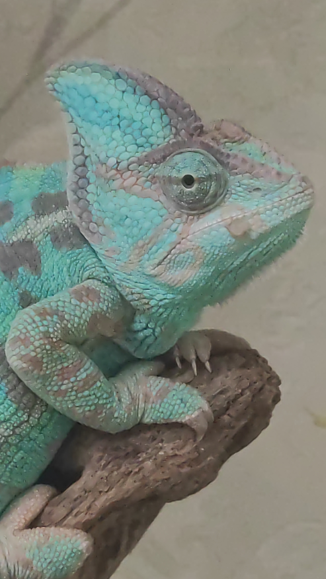 A veiled chameleon, characterized by its distinctive crest and mottled turquoise and gray scales, is perched on a textured brown branch. Its large, independently moving eyes are visible, with the left eye focused forward and the right eye appearing to look slightly upward. The chameleon's front leg is curled around the branch, displaying its clawed digits. The background is a plain, light-colored surface, possibly a wall or enclosure, with some faint vertical lines suggesting a natural or artificial environment. The image is a close-up, detailed shot that highlights the intricate patterns and textures of the chameleon's skin. There is no indication of a specific location in Sochi, Russia.