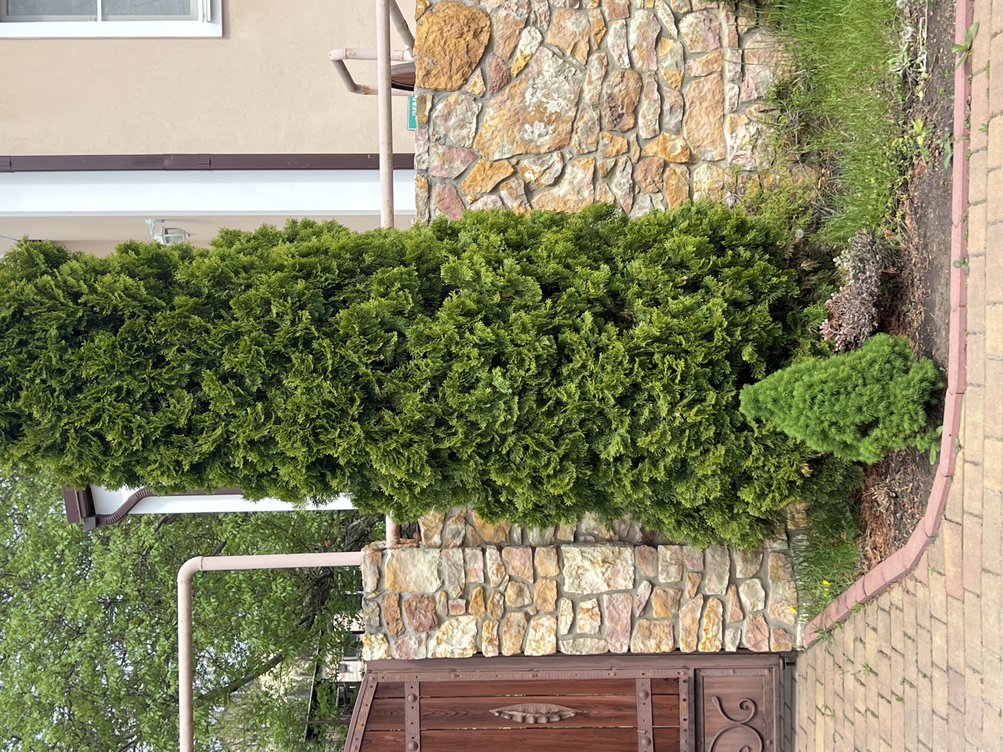 The image presents a view of a landscaped area adjacent to a building. A tall, dense evergreen hedge dominates the foreground, situated against a stone wall constructed from irregularly shaped stones. A smaller, pyramidal evergreen shrub is positioned to the right of the main hedge. Behind the hedge and wall, portions of the building are visible, including the wall, a window, a white fascia, and a light-colored exterior wall. A section of a wooden gate with metal detailing is visible at the bottom. To the right of the hedge and shrub, there is a strip of ground with grass, plants, and mulch, bordered by a brick walkway. A metal pipe extends from the building's upper level down the wall. The image orientation is rotated counterclockwise; the scene is likely in Boguchar, Russia.