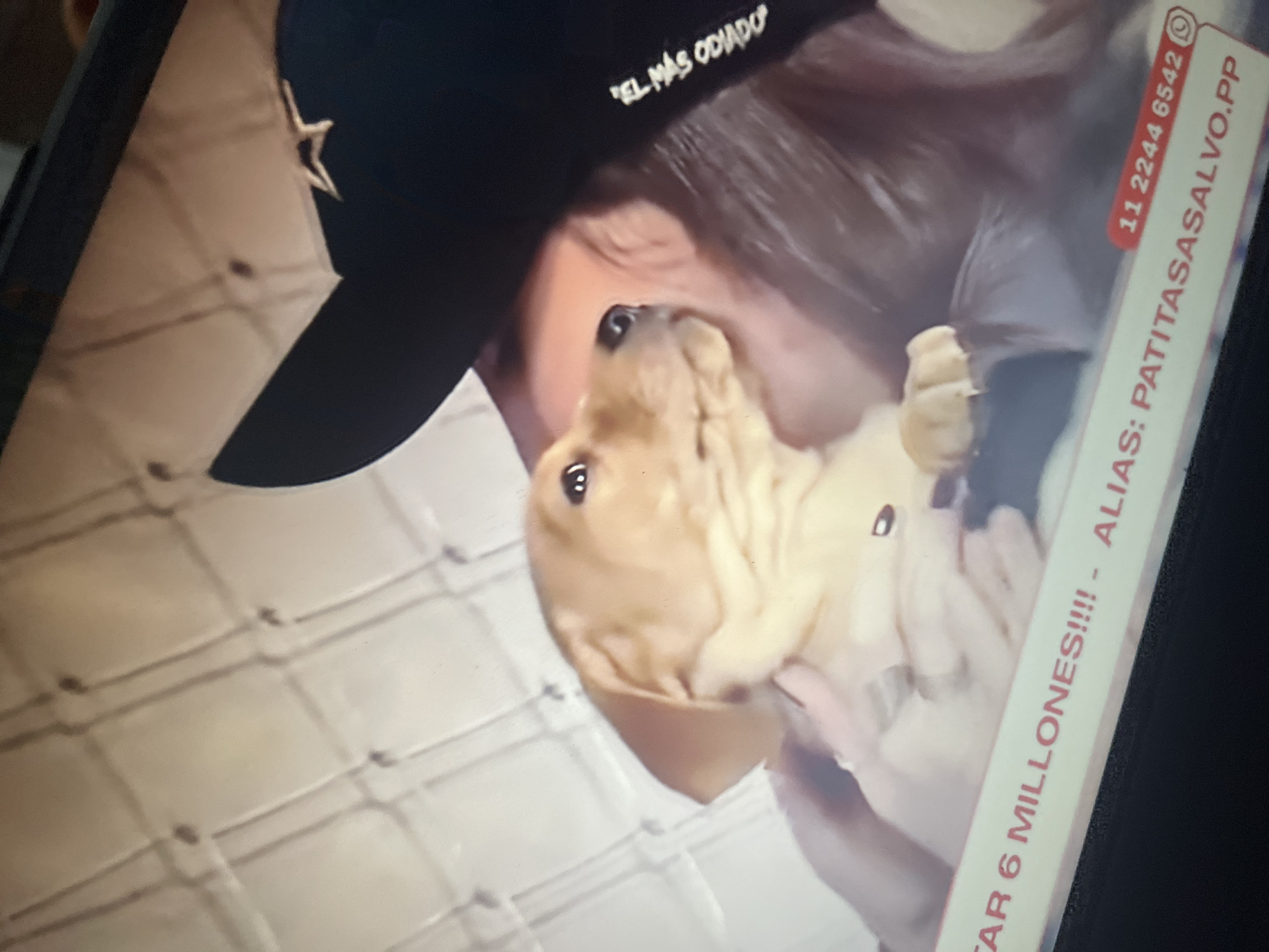 An image shows a light brown puppy held by a person wearing a dark hat with a star emblem and text that reads "EL MAS ODIADO". The puppy has dark eyes and is looking to the right. A red and white banner at the bottom of the image contains text that reads "TAR 6 MILLONES!!!! - ALIAS: PATITASASALVO.PP" and a phone number "11 2244 6542" with a WhatsApp logo. The background appears to be a light-colored, textured wall or surface. The context suggests this image is related to a campaign or initiative in Santa Ana, Venezuela, focused on animal welfare or adoption, indicated by the text on the banner.