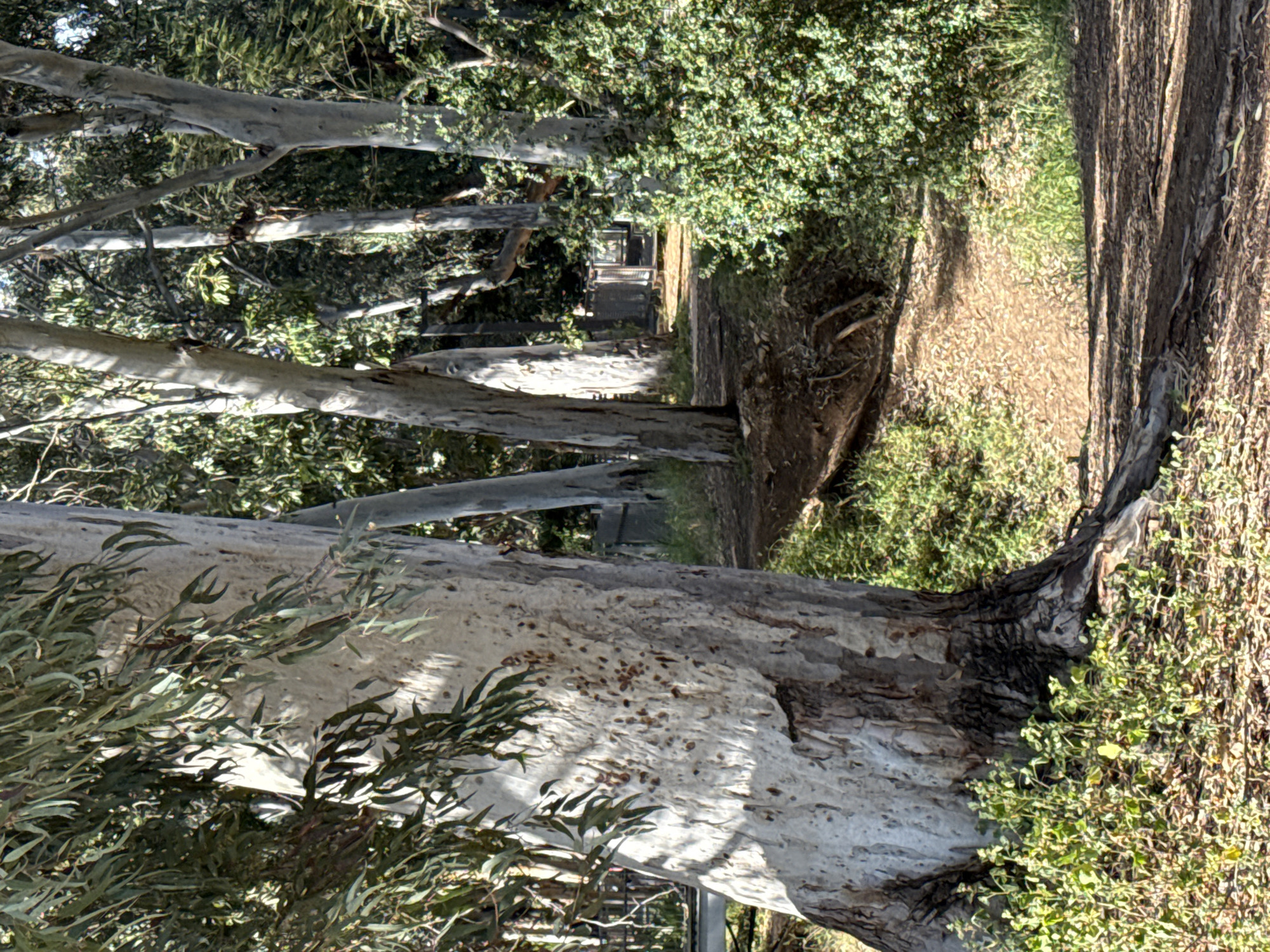 The image depicts a tree-lined path or trail. The trees are tall with distinctive light-colored bark. The path appears to be dirt or gravel. Green foliage is visible on both sides of the path. A structure is seen in the distance. There is no mention of Tel Aviv in the request. The scene has the feeling of an outdoor, natural area. No people are apparent.