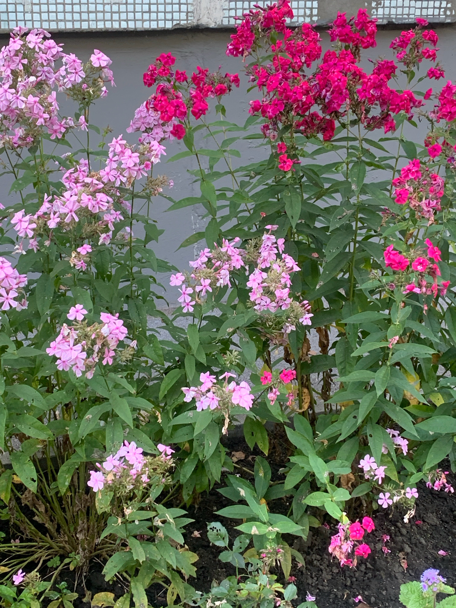 The image depicts a cluster of pink and magenta phlox flowers in bloom, situated in front of a grey, textured wall, possibly part of a building. Above the wall, a section of light blue, tiled facade is visible. The flowers are densely packed, with many individual blooms forming larger clusters on their stems. Green foliage surrounds the flowers, some of which appears wilted or dried. The ground beneath the plants is dark soil, with a few fallen petals scattered across it. The scene is likely an outdoor setting in Prokopyevsk, Russia, given the prompt. There are no people or animals present in the image.