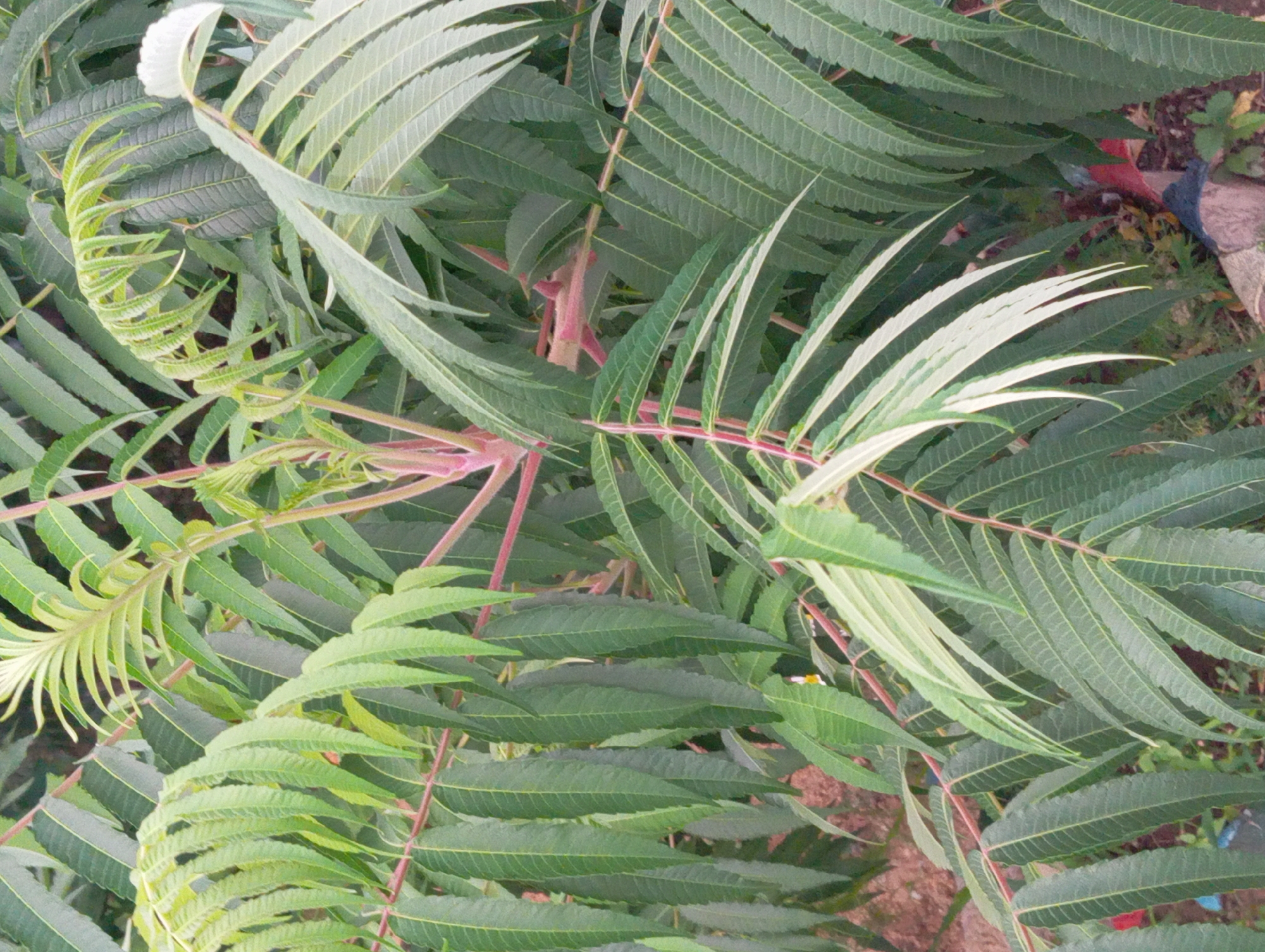 This image displays a close-up view of a tree with compound leaves. The leaves are elongated and serrated, with prominent veins. The stems are reddish-pink and appear to be young and tender. Some leaves are a lighter green, suggesting new growth, while others are a darker, mature green. The background is blurred, showing hints of brown soil and some greenery. There is no indication of human presence or any specific location within the city of Qobda, Kazakhstan.