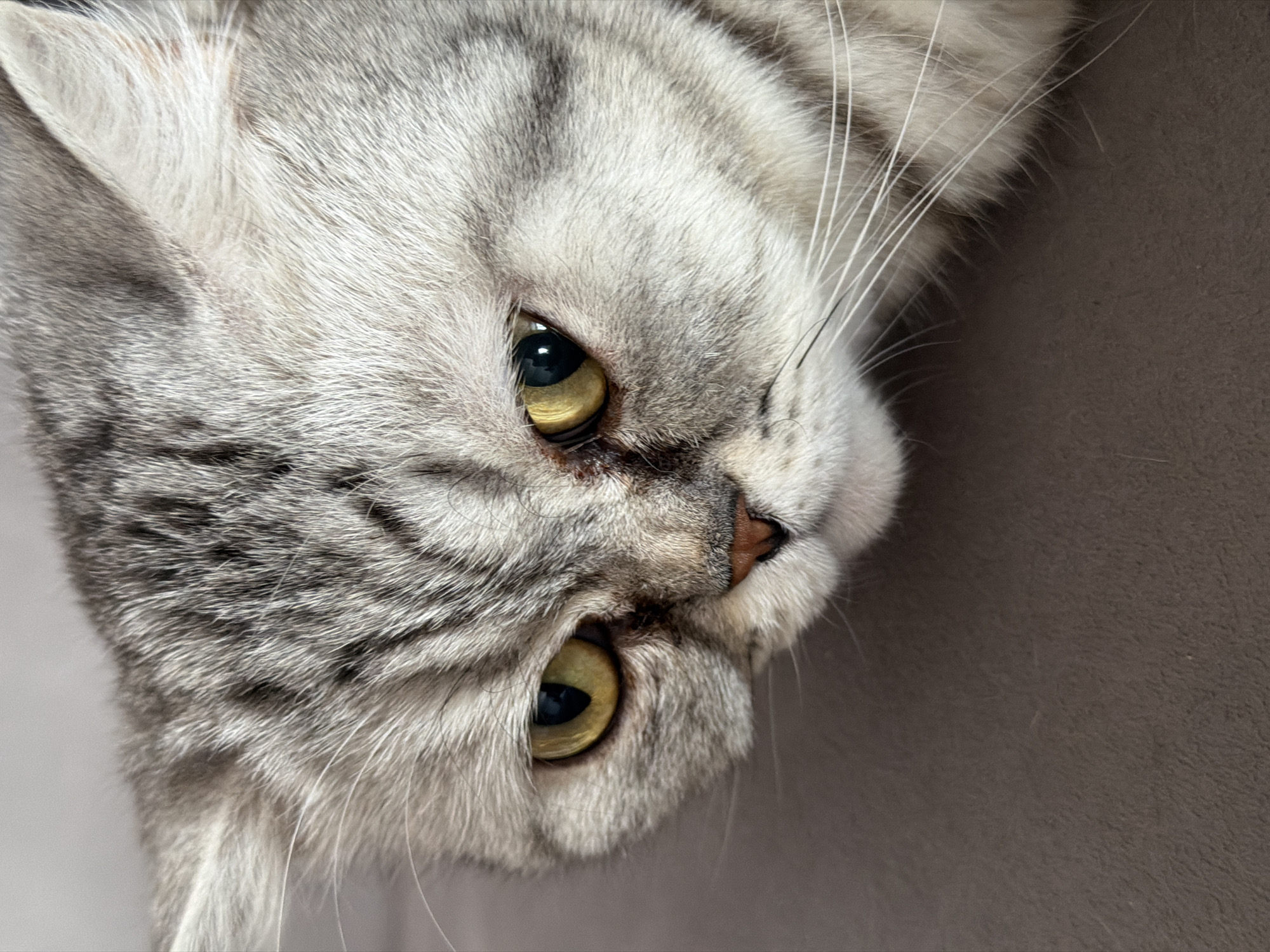 A close-up, low-angle shot depicts a gray tabby cat lying on a brown surface. The cat's head is tilted, displaying one yellow-green eye clearly and part of the other. The cat's fur exhibits gray and white stripes. Long, white whiskers extend from its muzzle. The surface beneath appears to be a soft, brown fabric. There is no evidence in the image to connect the scene to the city of Chaikovsky, Russia.