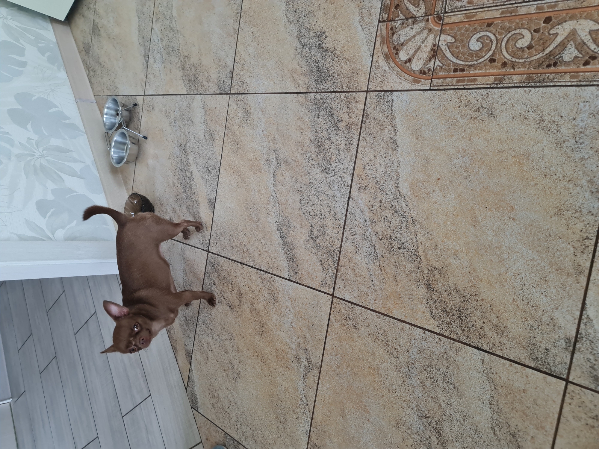 A small, brown Chihuahua dog is standing on a tiled floor. The dog is facing left, with its tail up. Behind the dog, there are two empty metal bowls on a stand, and a portion of a wallpapered wall. The floor tiles are light beige with brown and black speckles. The lighting is bright, suggesting daytime. The image does not contain any information to determine its location in Angarsk, Russia.