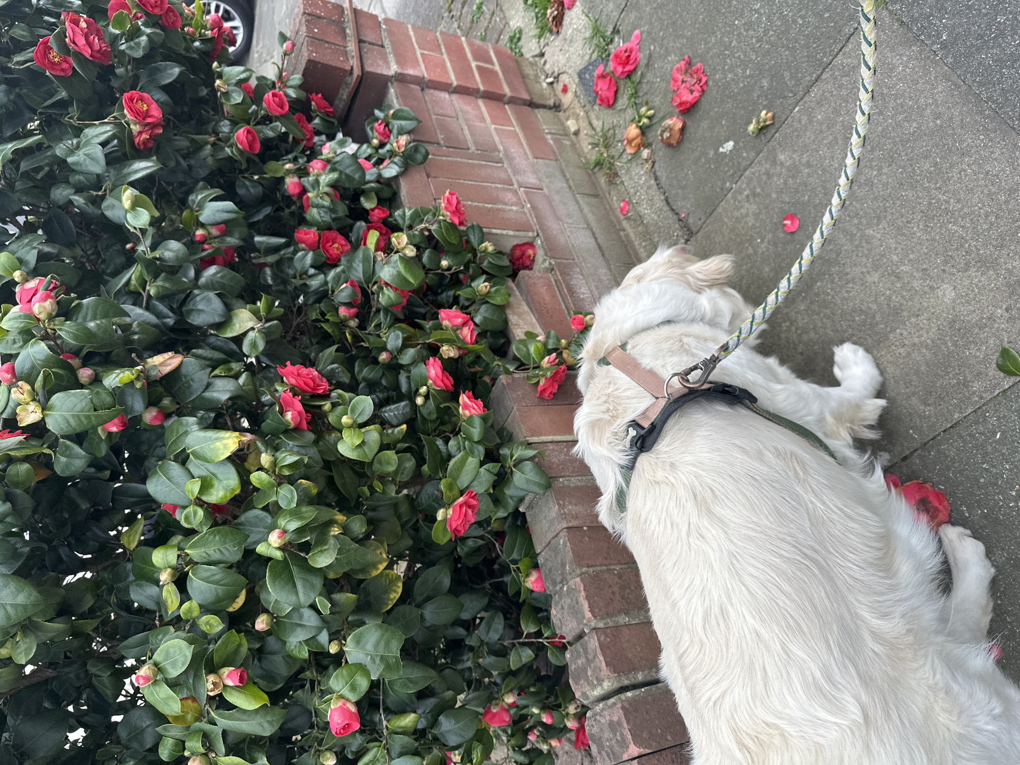 The image depicts a white, medium-sized dog with a harness and leash standing on a gray concrete sidewalk next to a brick wall topped with a vibrant green bush adorned with red camellia flowers. Some fallen camellia flowers are scattered on the sidewalk near the dog. The scene appears to be outdoors.
