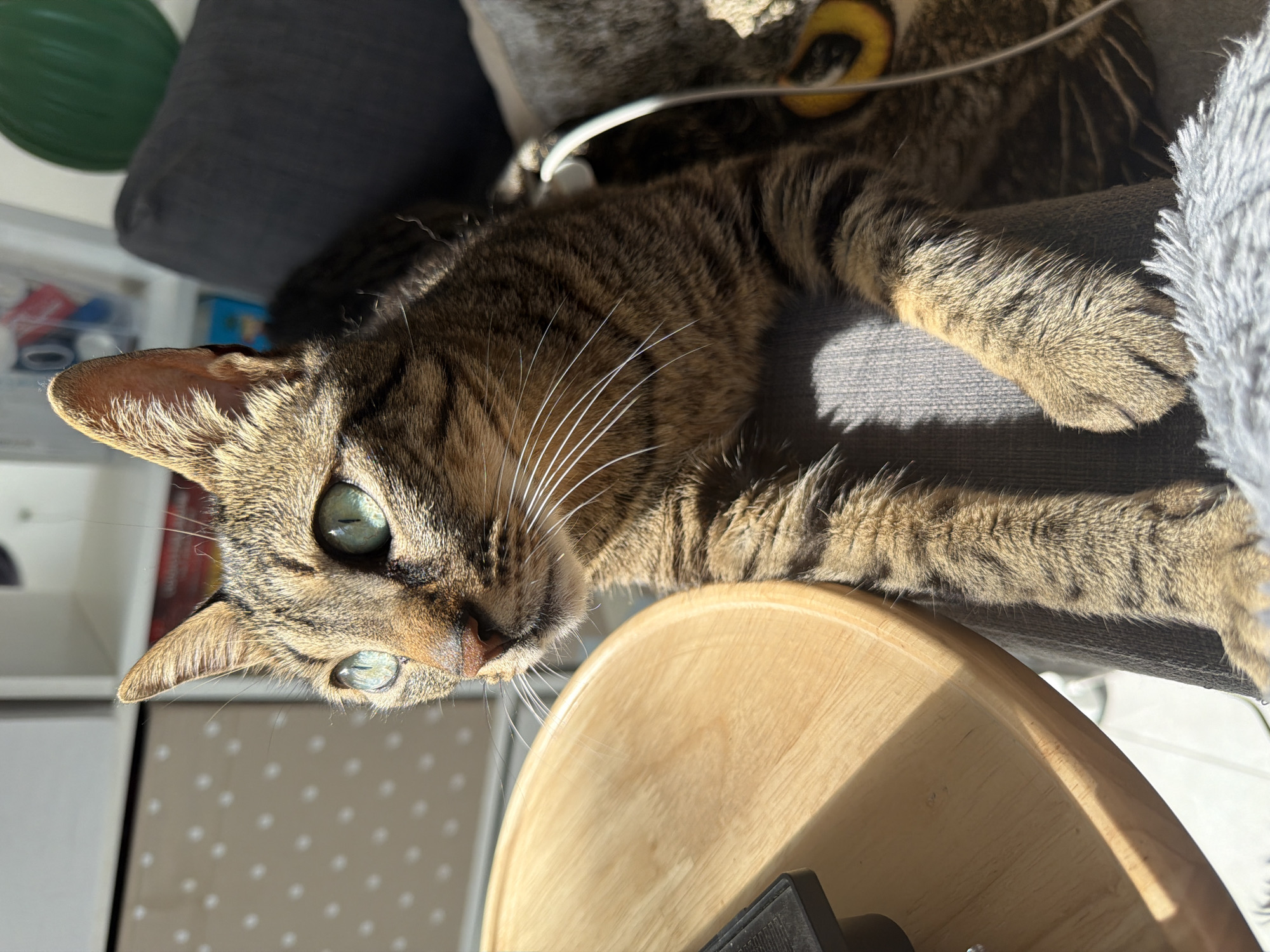 A tan and brown tabby cat with green eyes is lying on a gray cushion and a light-colored wooden surface. The cat's head is oriented toward the lower left corner of the frame. In the background, a green balloon and a grey, furry cat bed are partially visible. A white cable is draped over the cat bed. A white cabinet is visible in the left background. The scene appears to be indoors. There is no verifiable information to confirm the location is in Bat Yam, Israel.